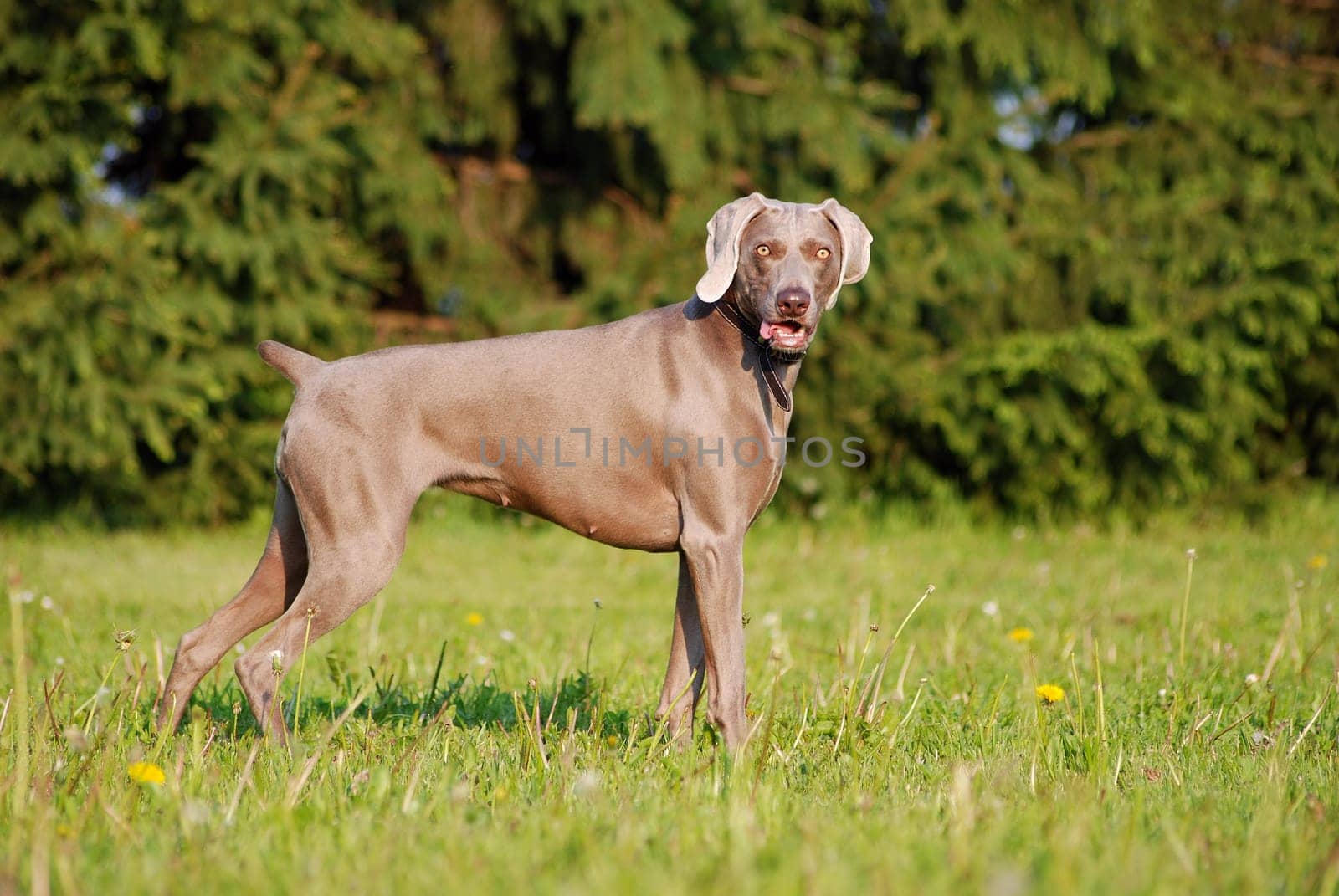 Weimaraner