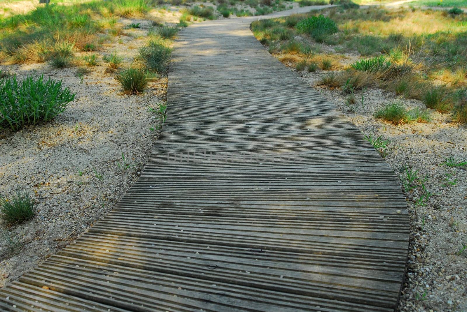 The Wooden Path