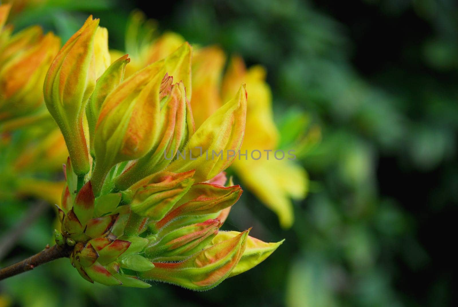 rhododendron