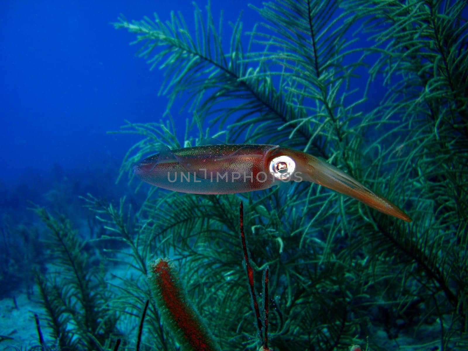 Caribbean reef squid