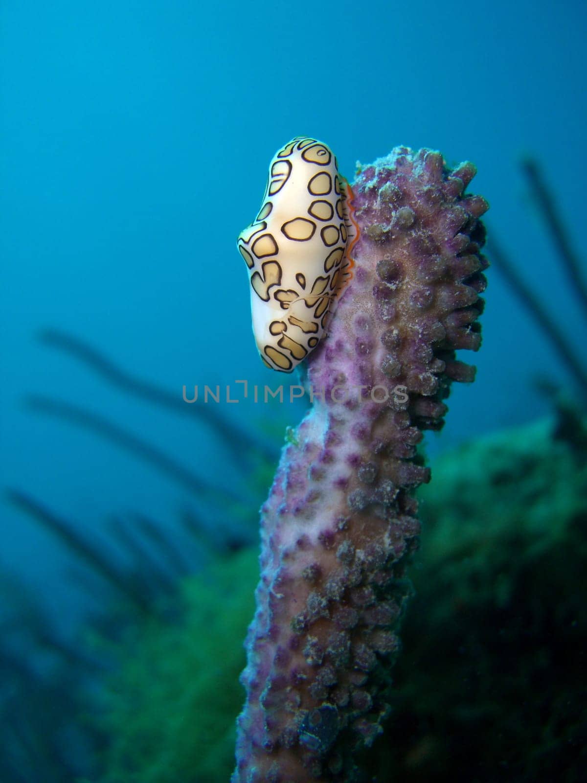 Flamingo Snail