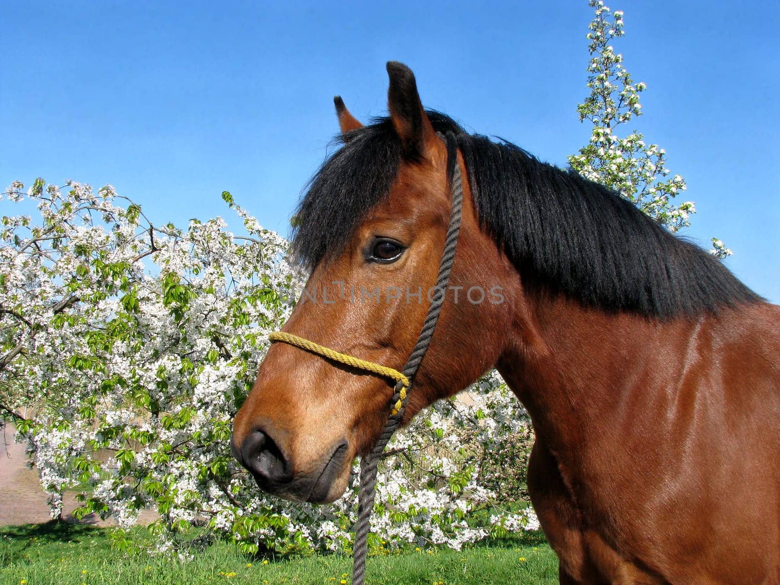 Horse in front of blossoming cherry trees