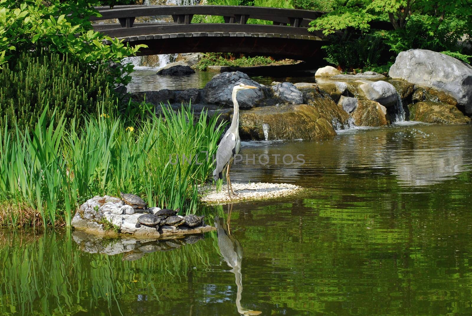 Grey heron in the Japanese garden