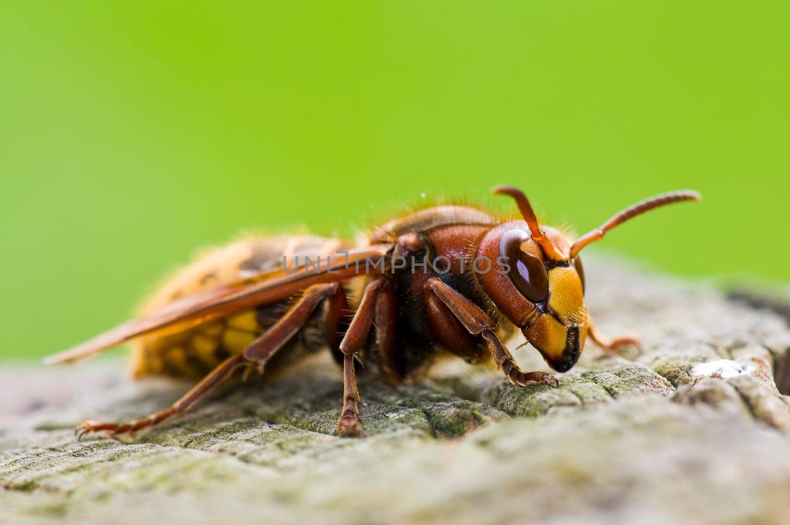 Hornet