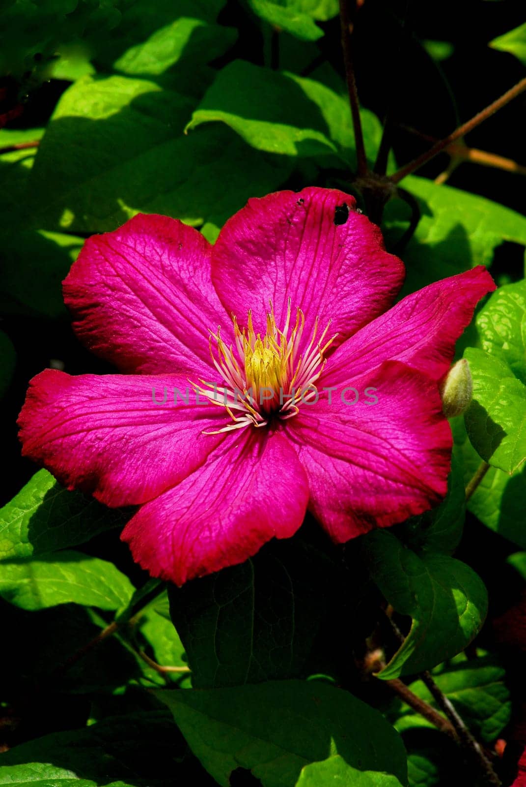 Clematis