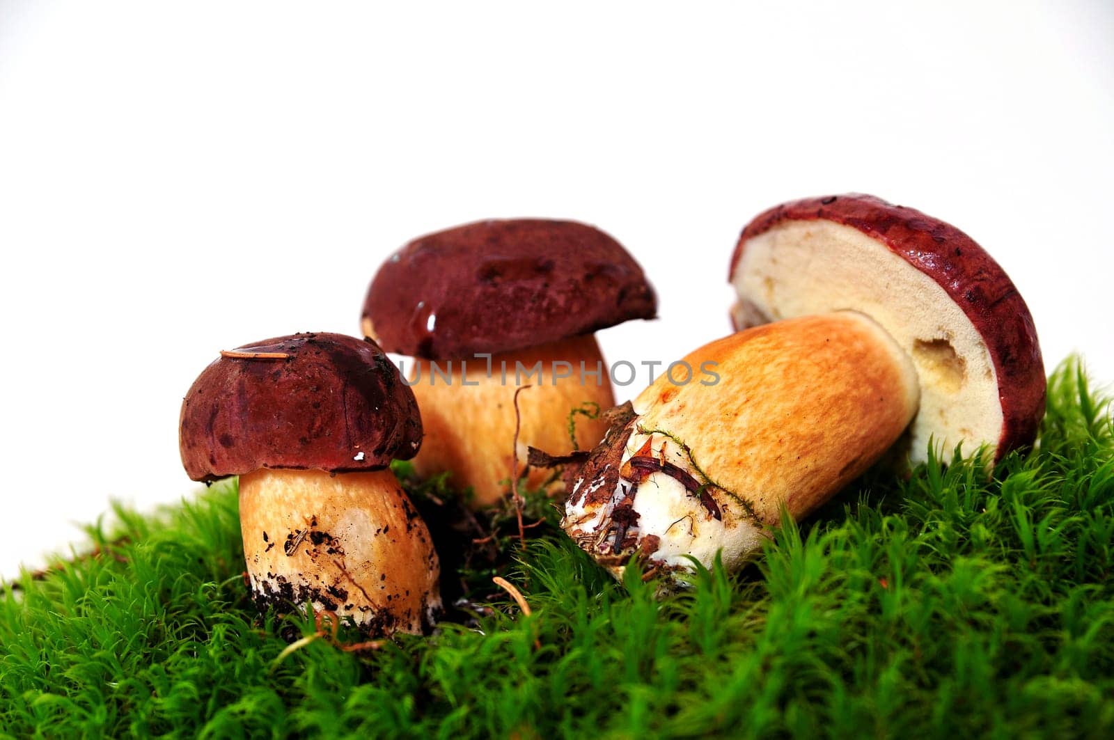 Mushrooms Chestnuts