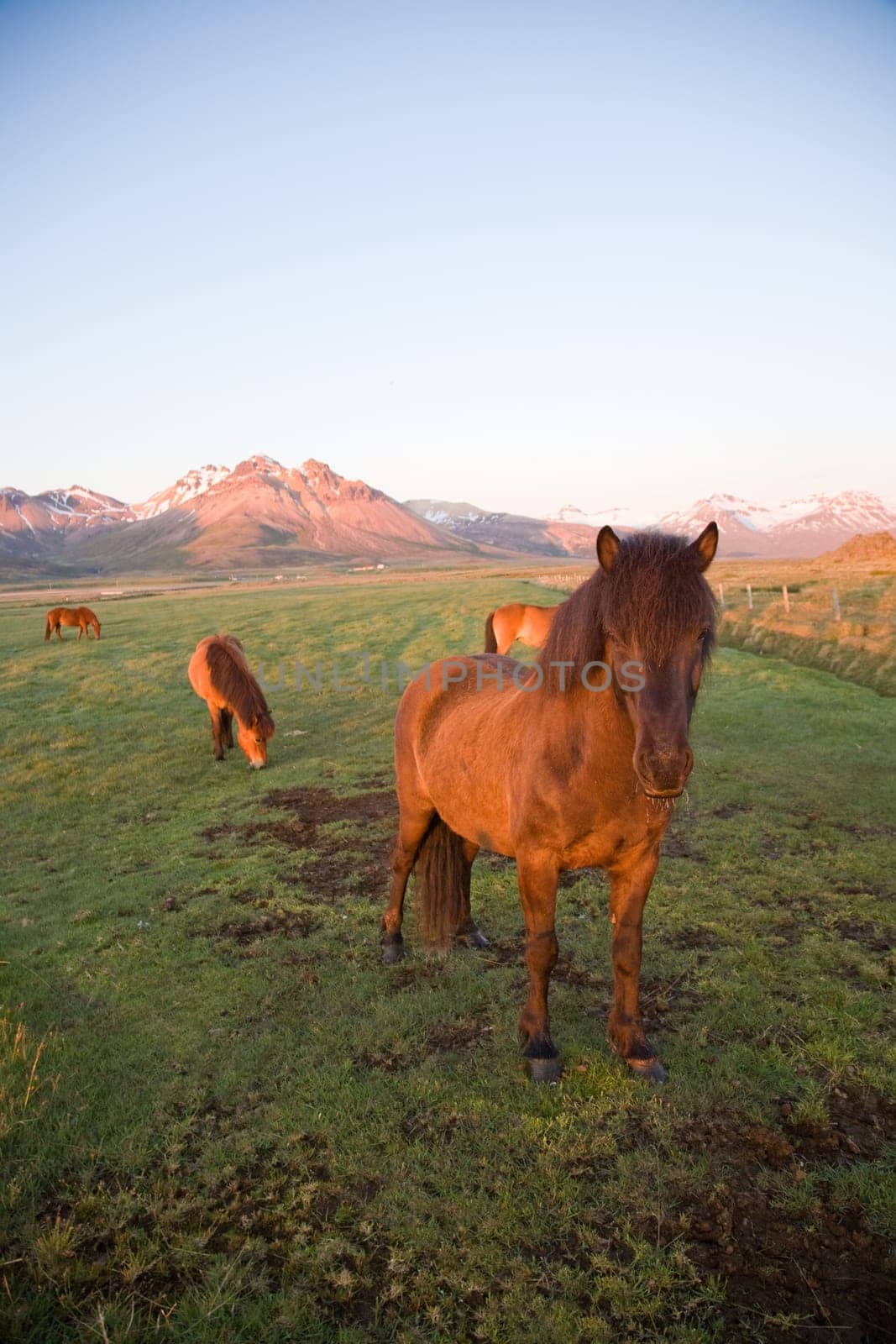Icelandic horse