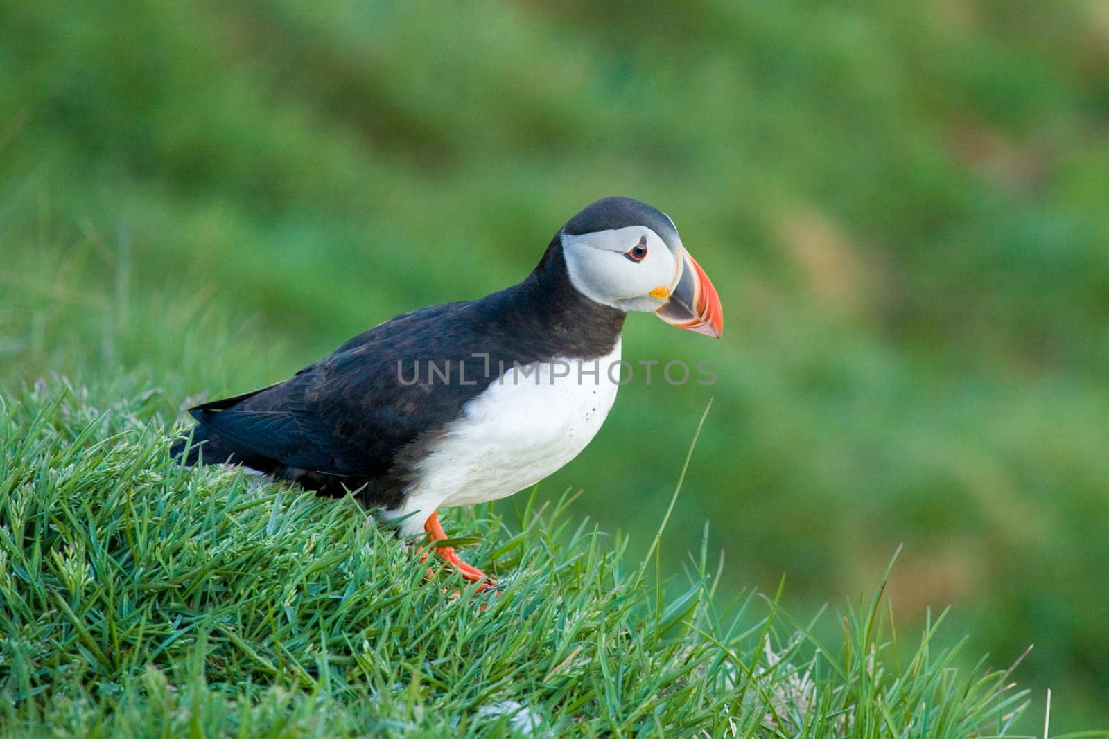 Puffin