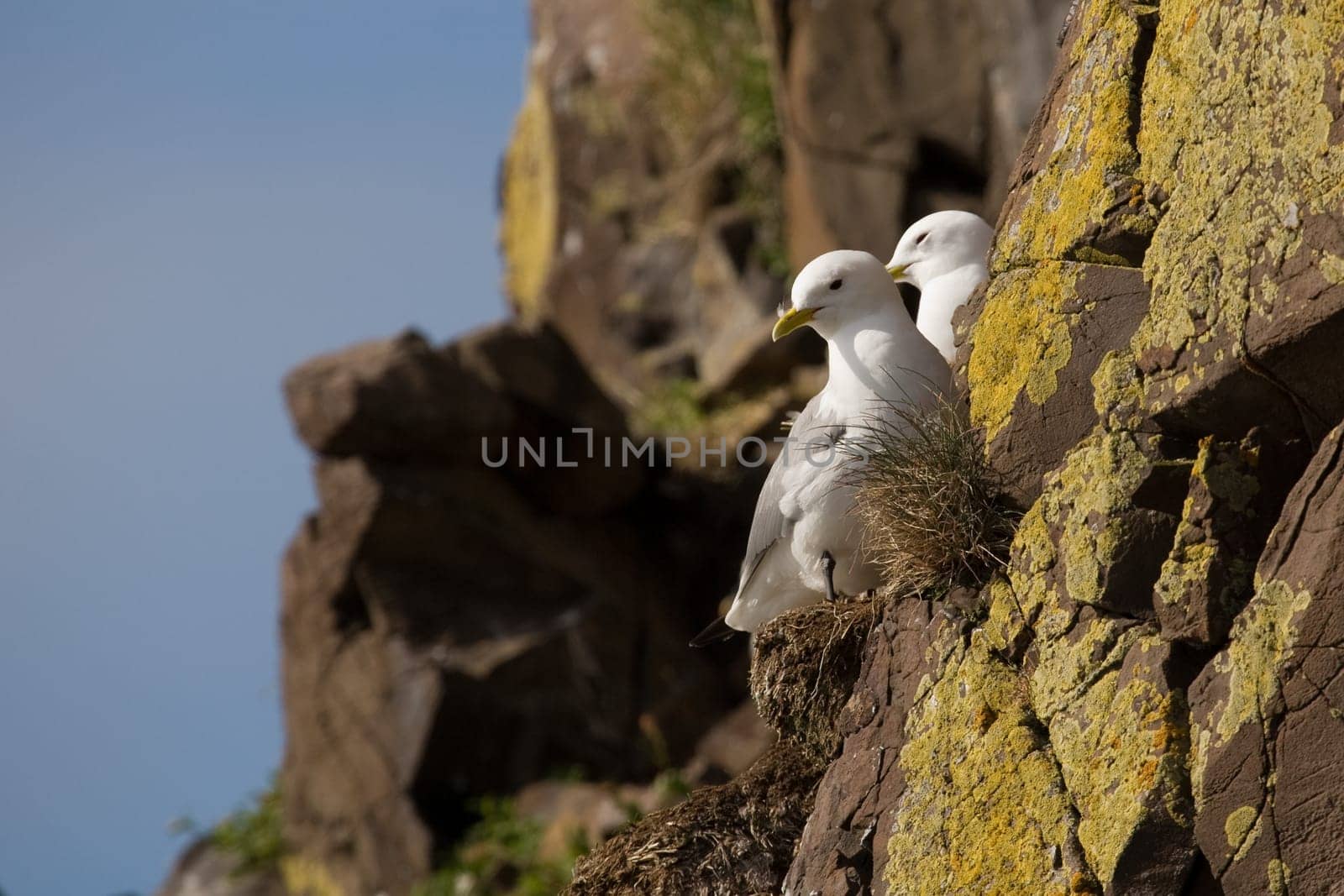 Kittiwakes