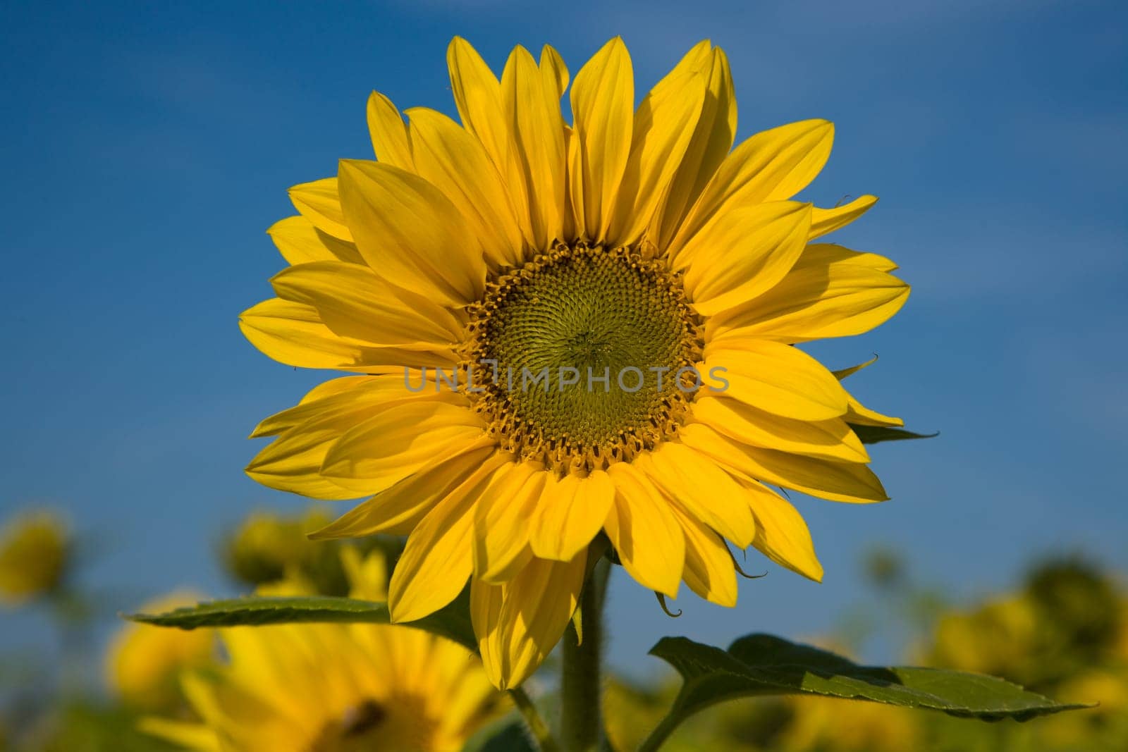 Sunflower