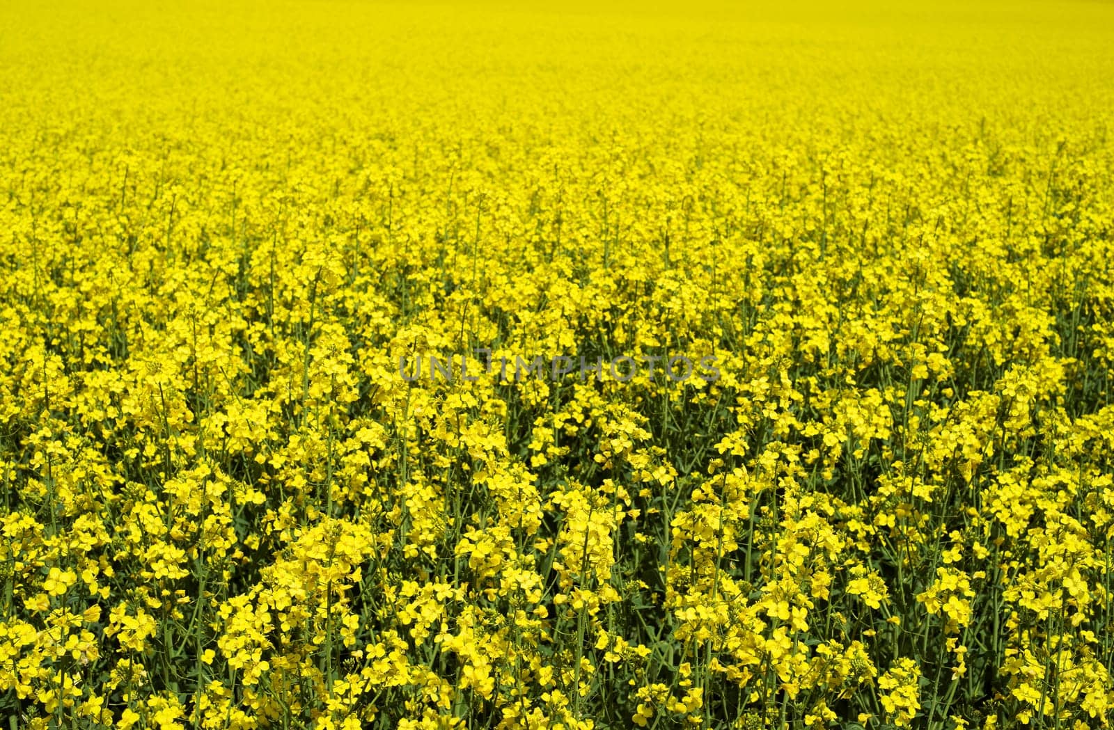 Yellow Sea of Flowers