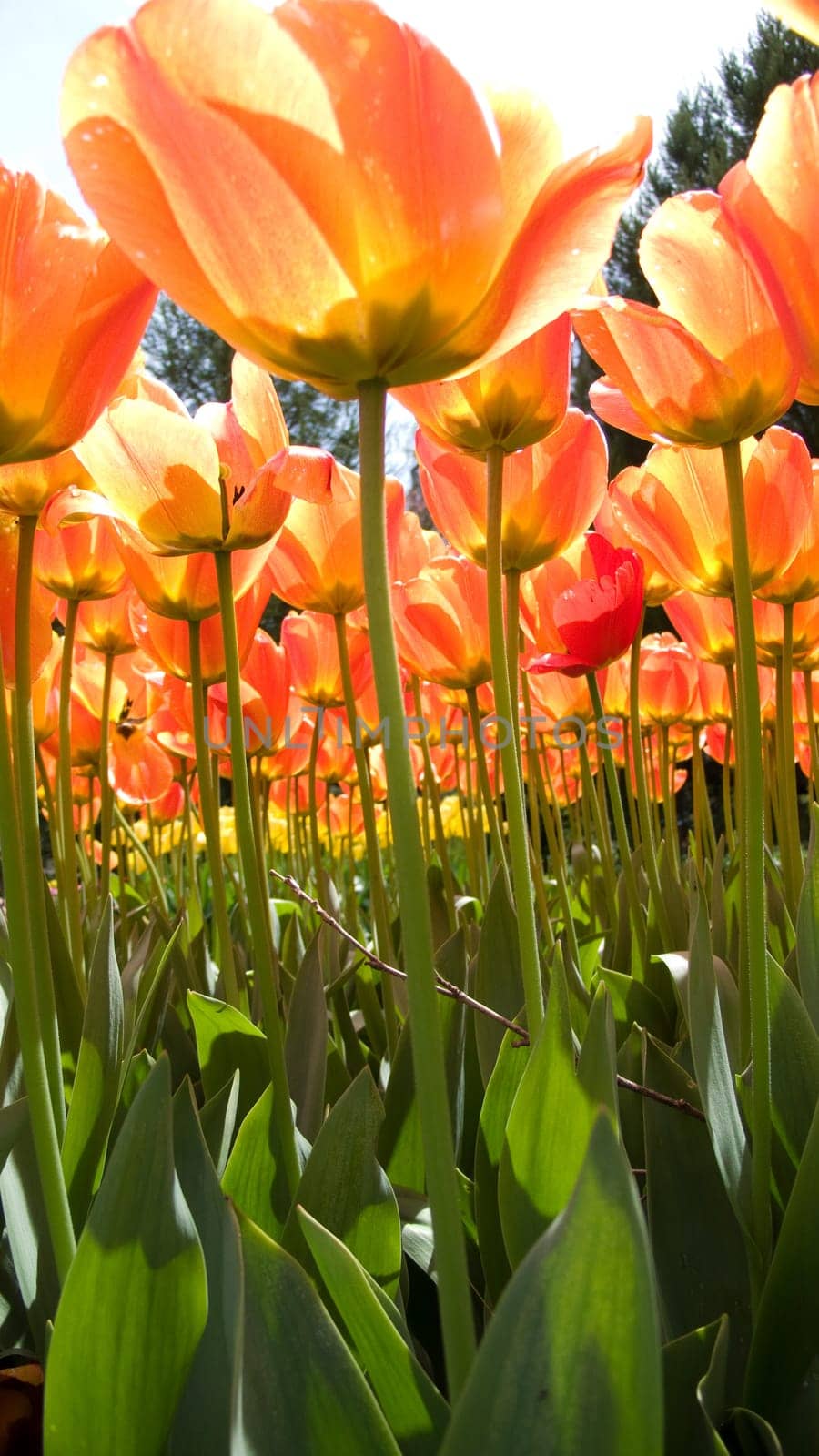 Tulips from a frog's eye view