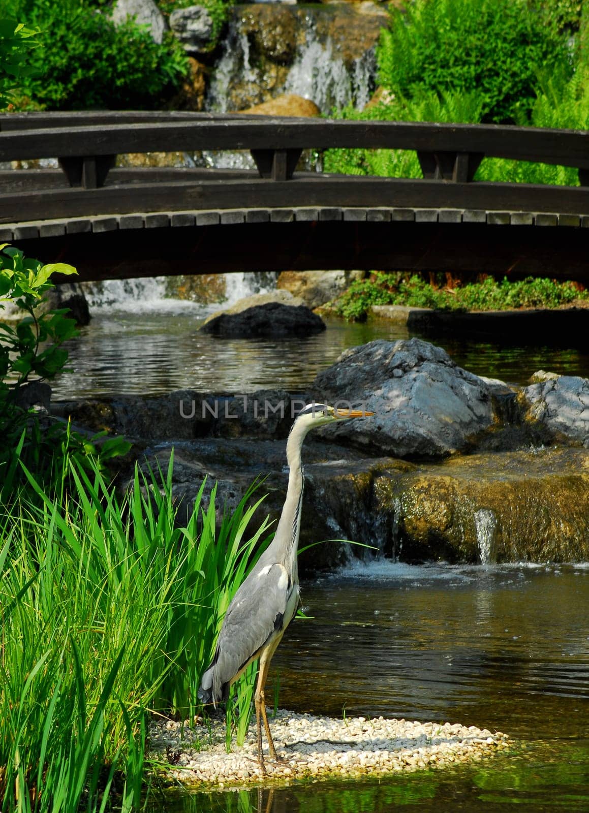 Grey heron in the Japanese garden