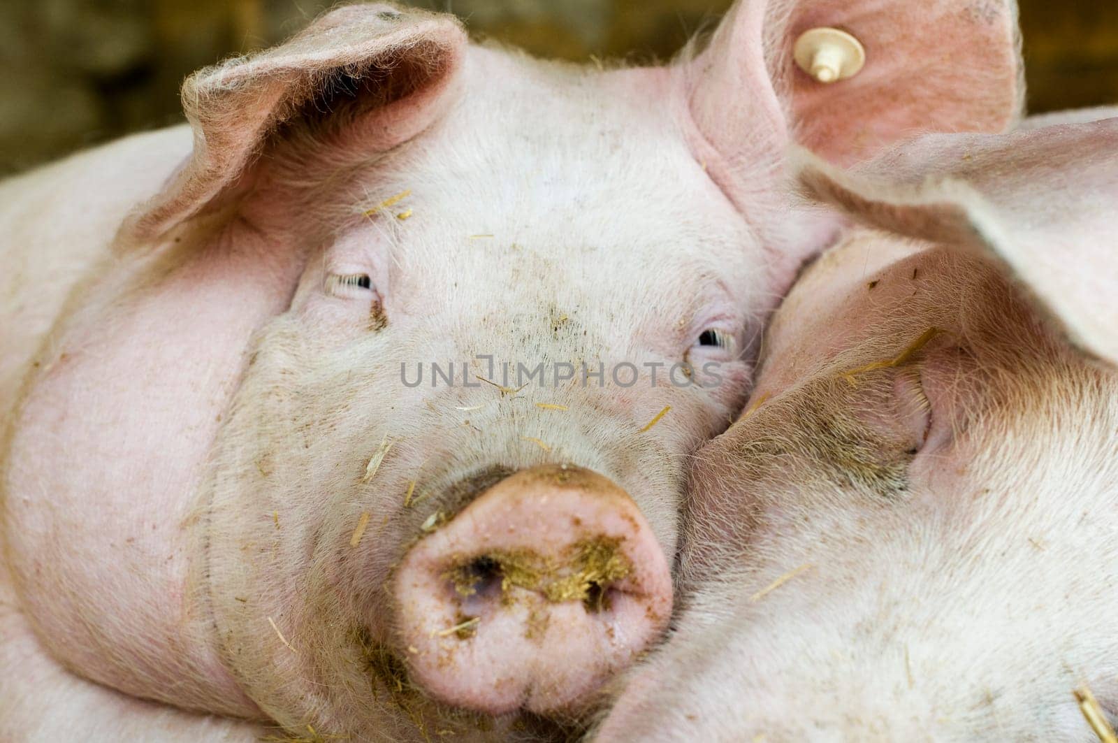 Pig