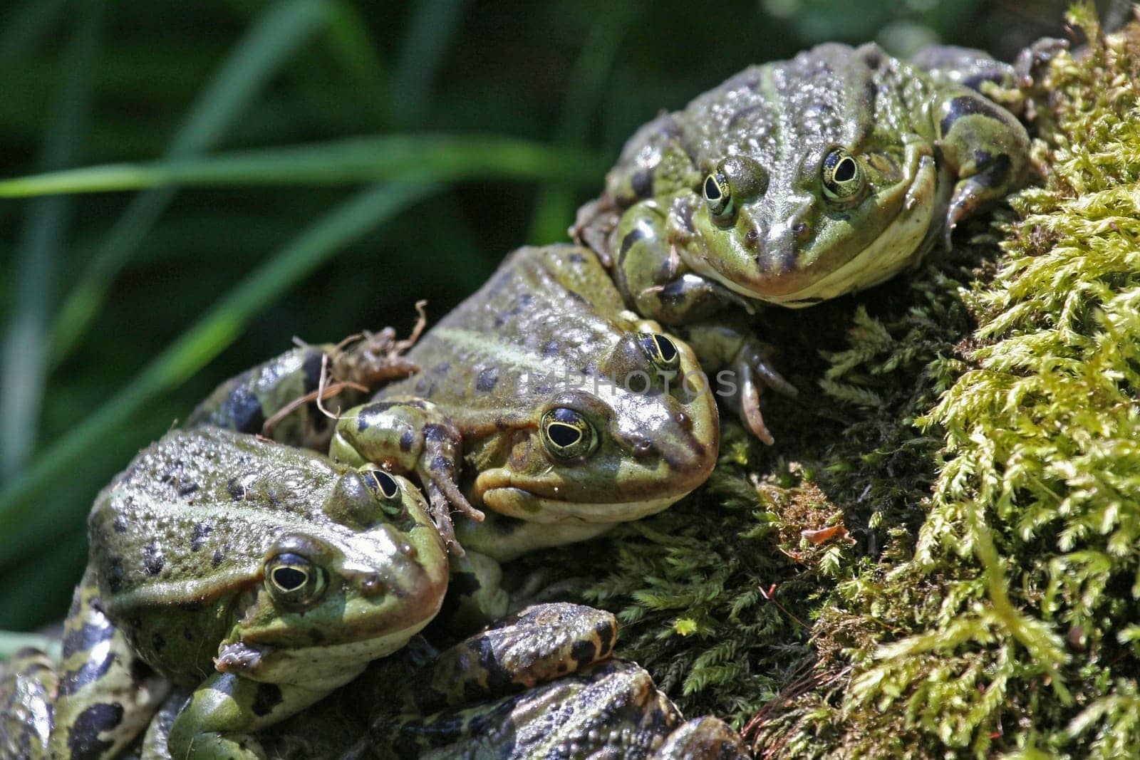 FrogTrio