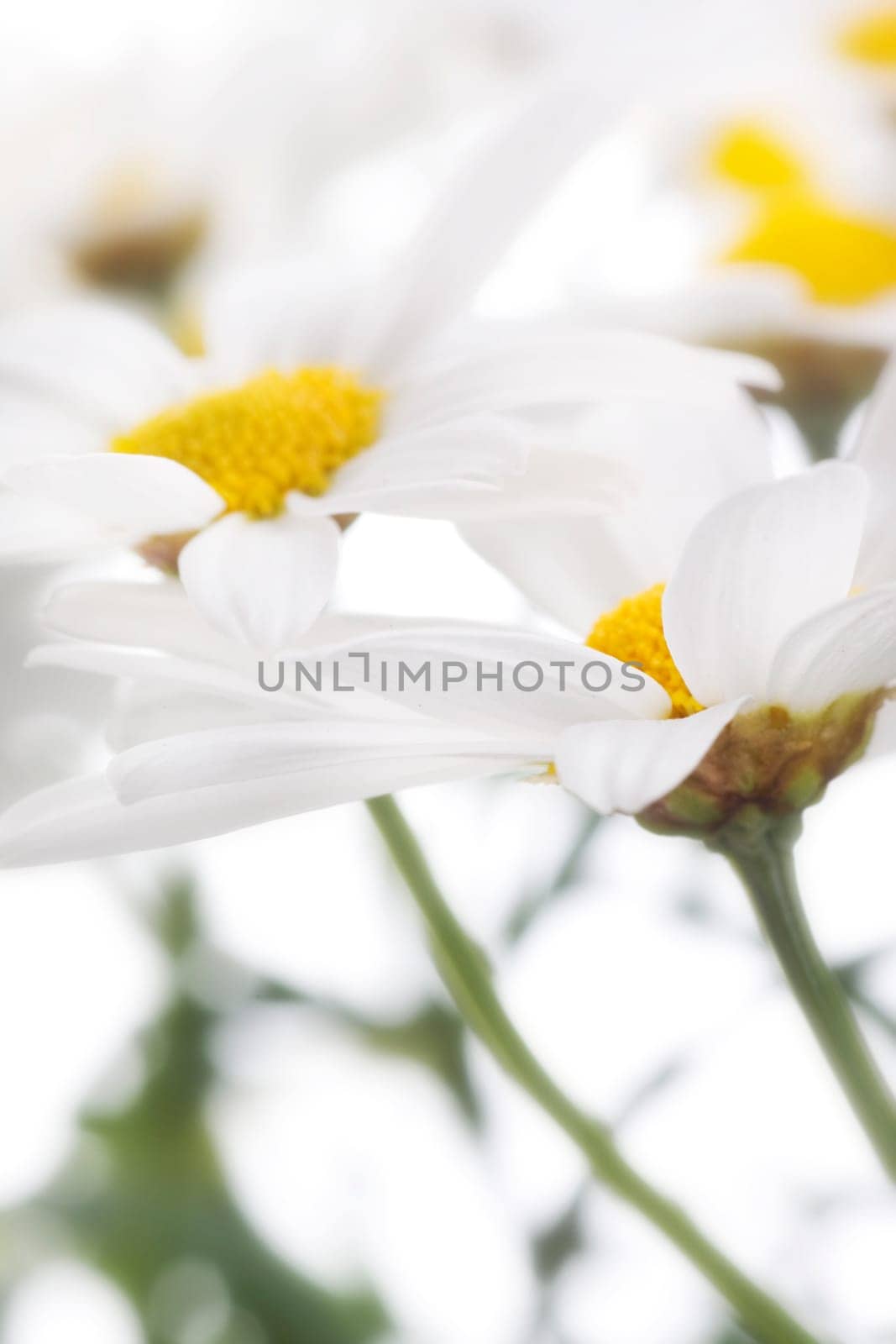 camomile flowers