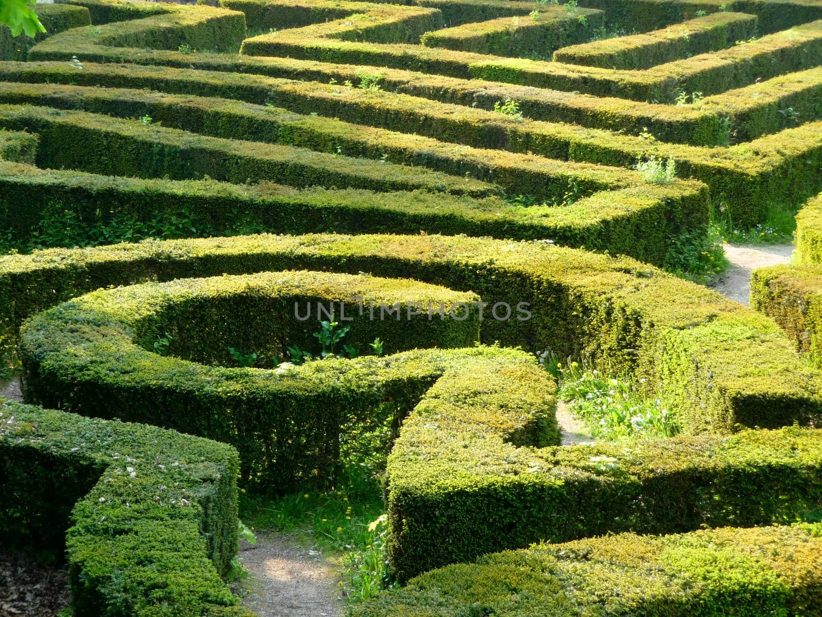 Maze