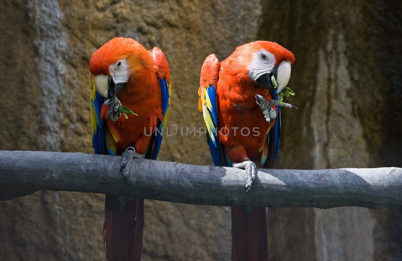 Two red parrots eating