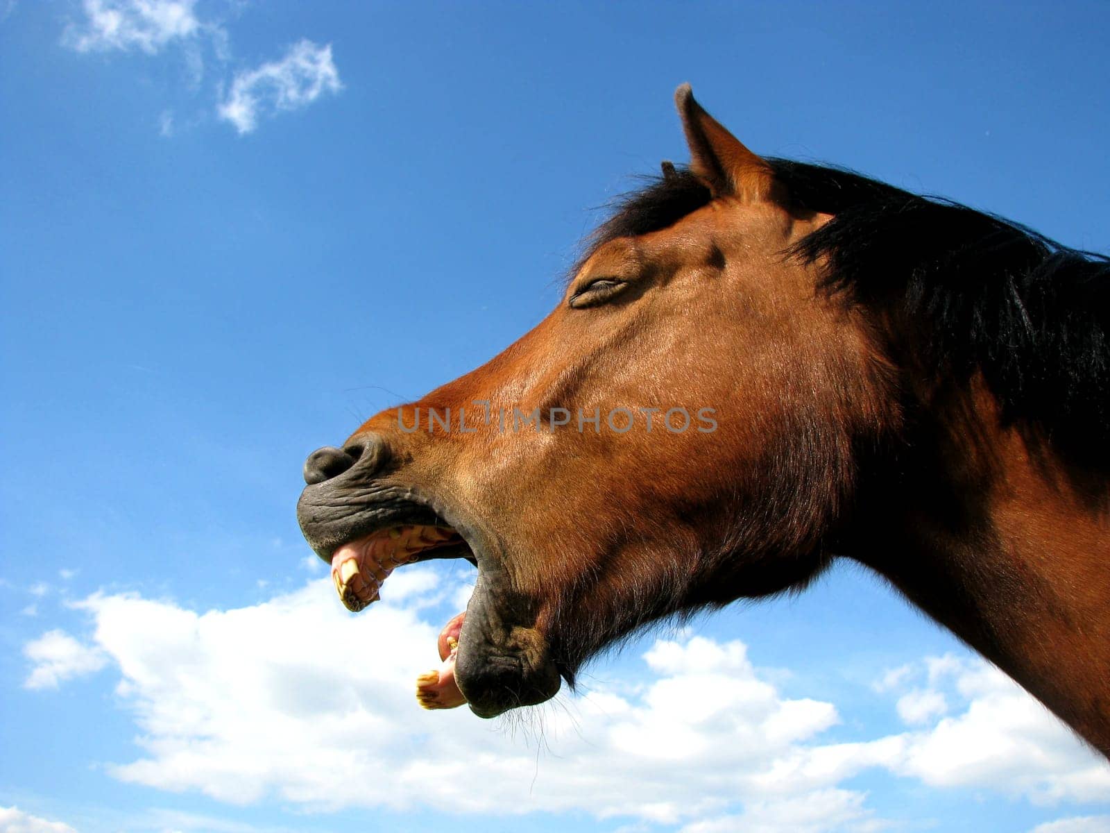 Yawning Horse