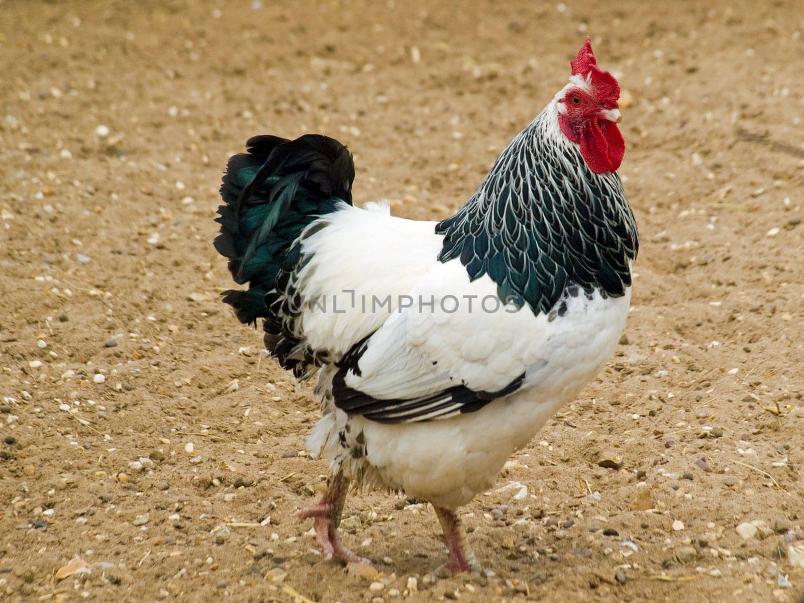 Chicken