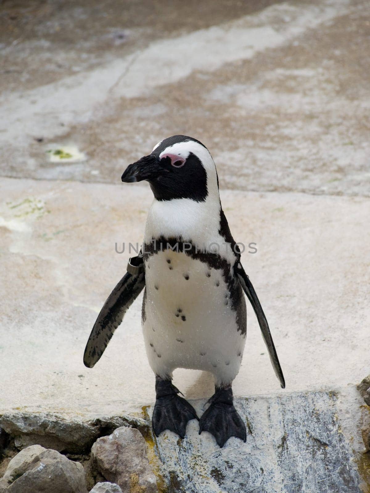 penguin