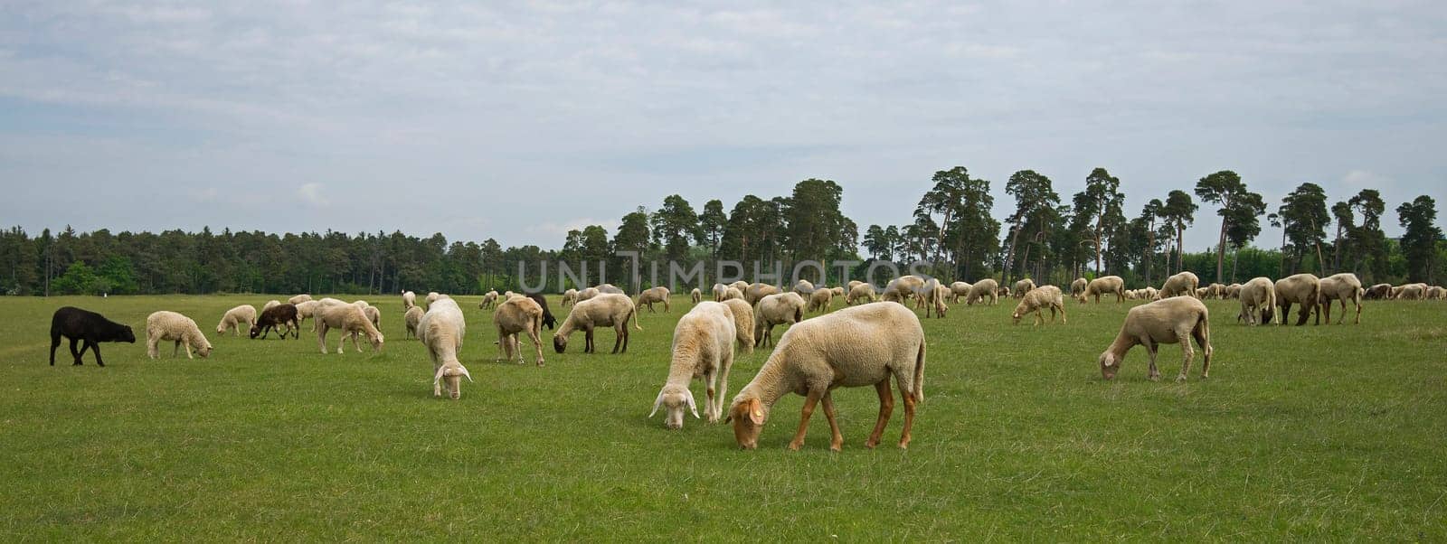 Flock of sheep in front of Munich