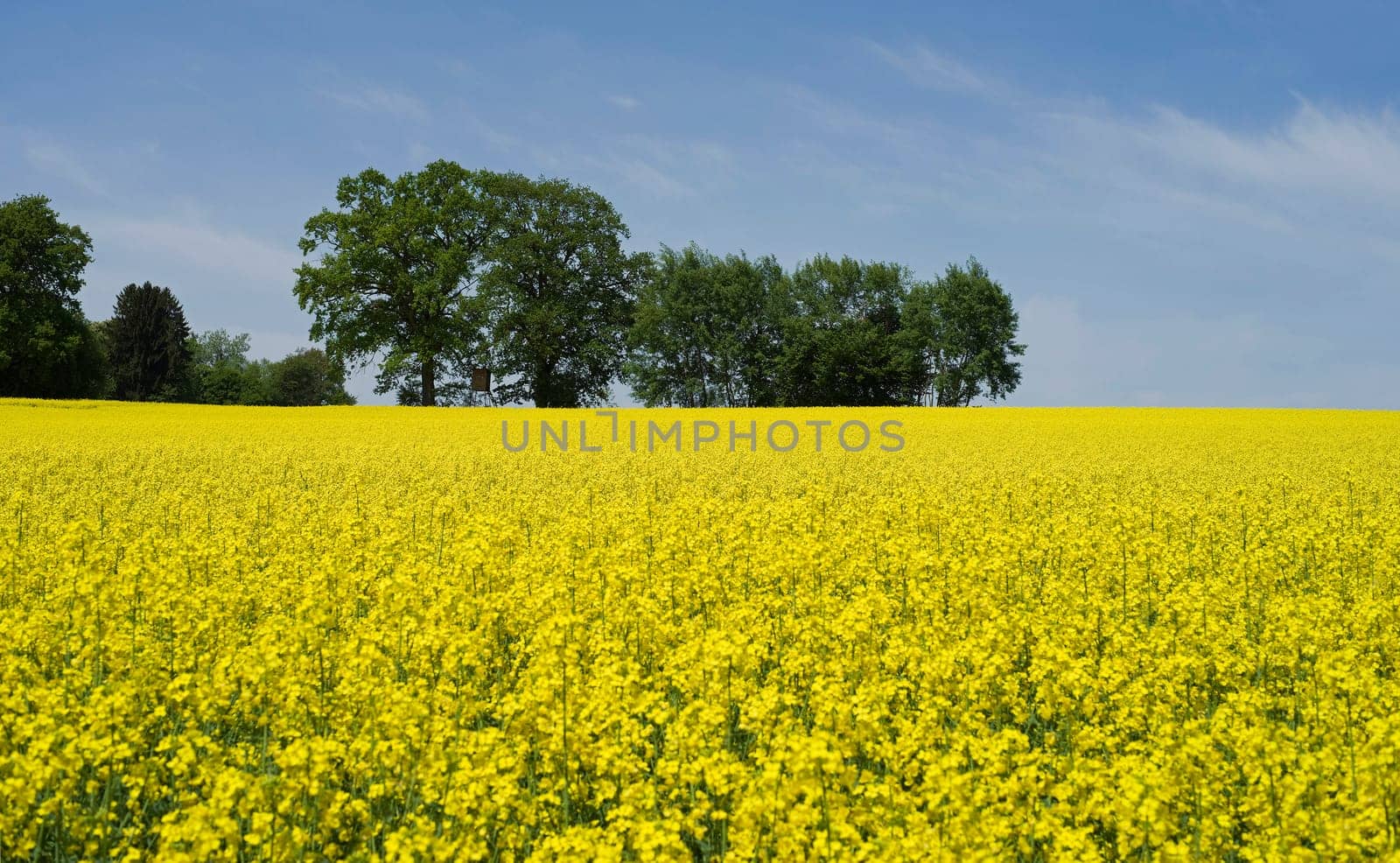 Rapeseed landscapes in Bavaria