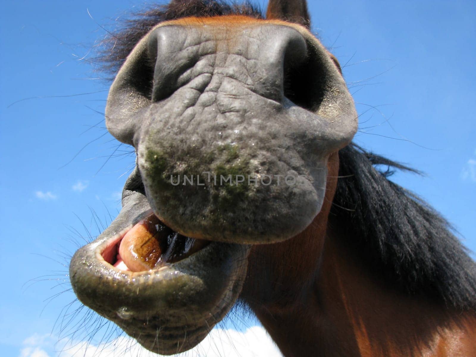 funny horse
