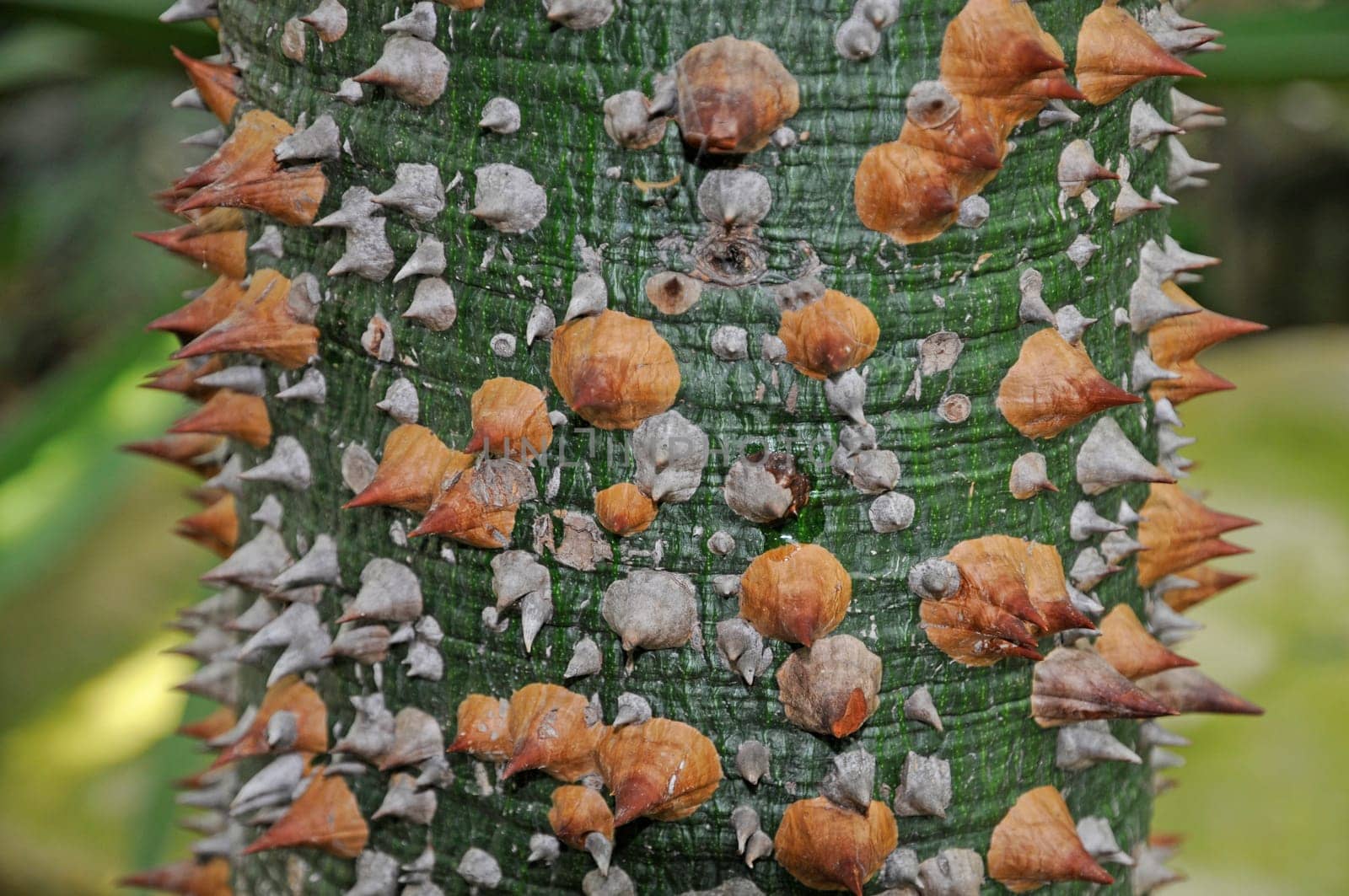 Bark of Ceiba
