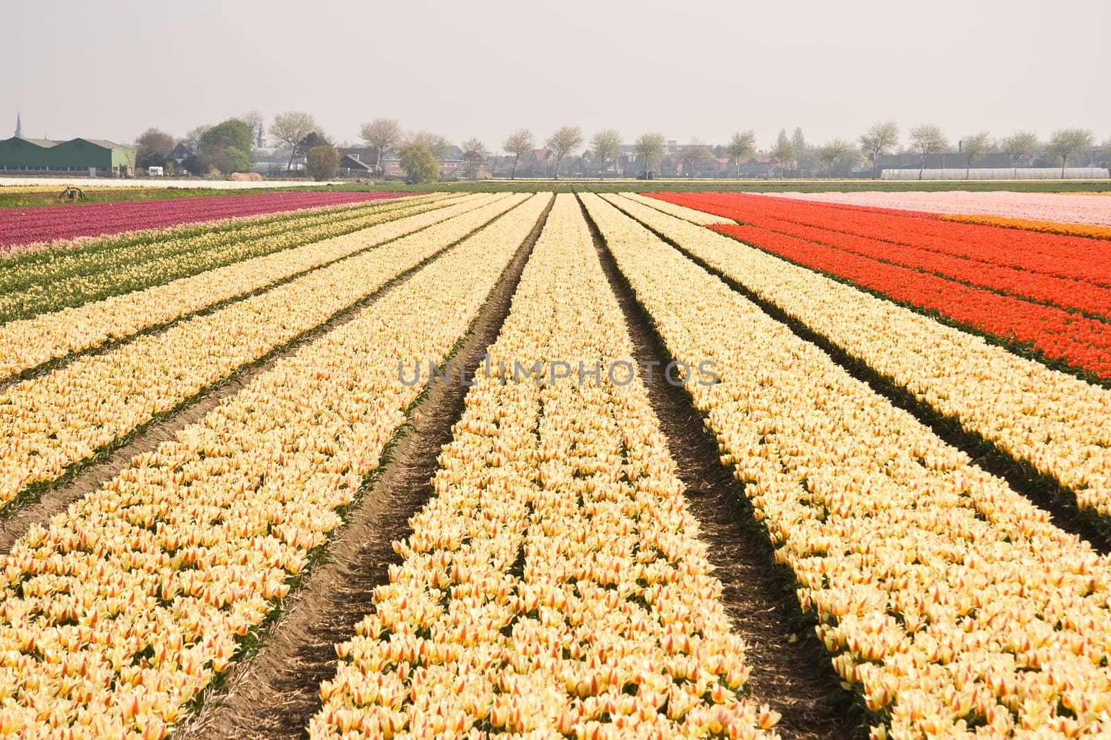 Tulipfield in vanilla and red colors