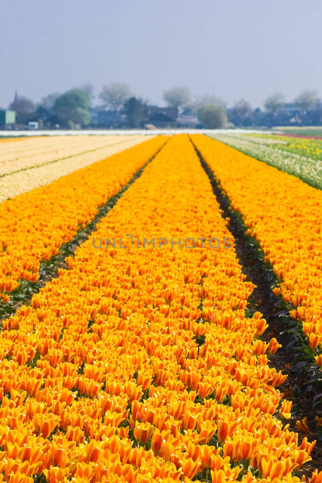 Springtime in the bulbfields