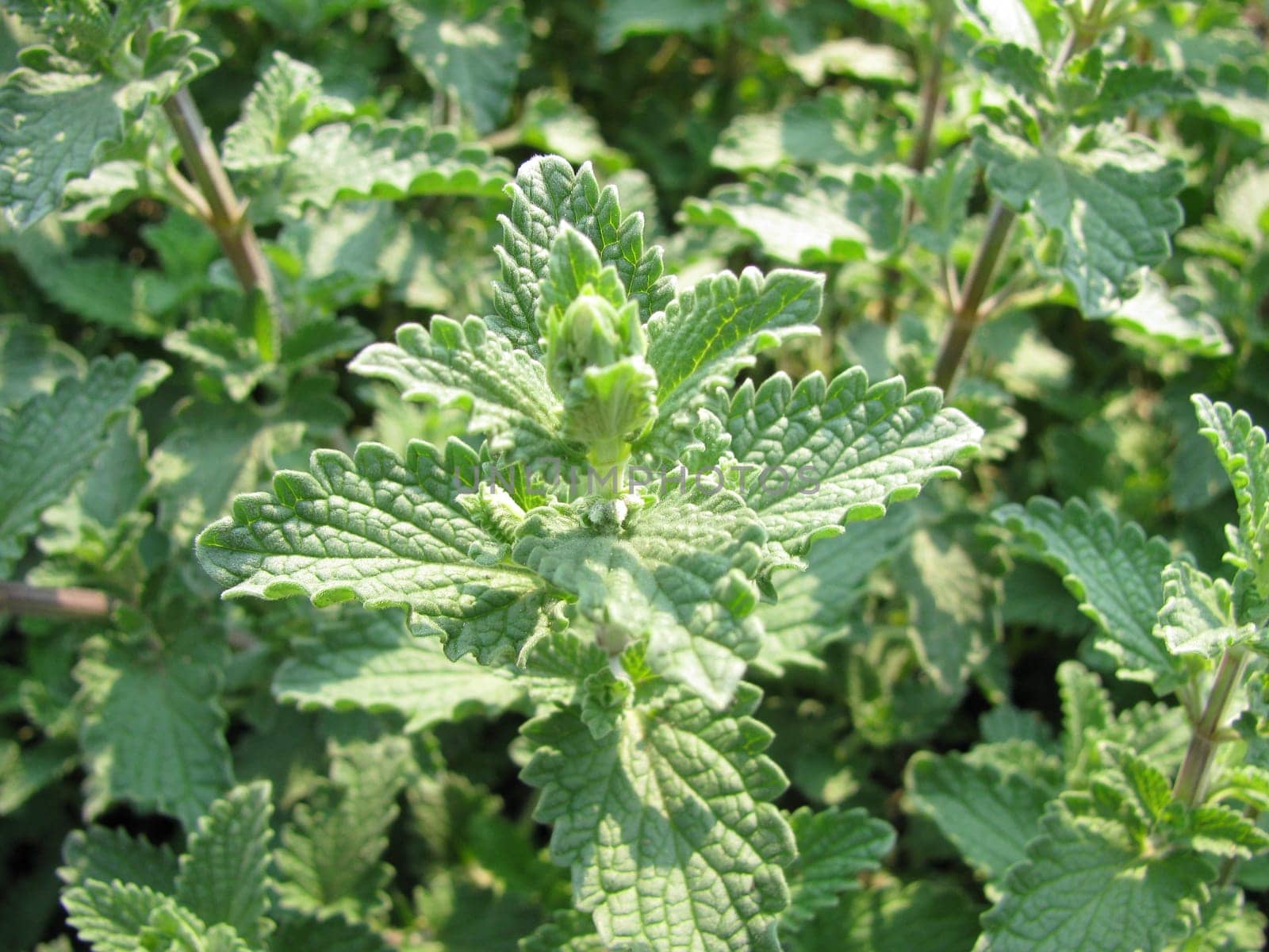 Catnip,Nepeta faassenii