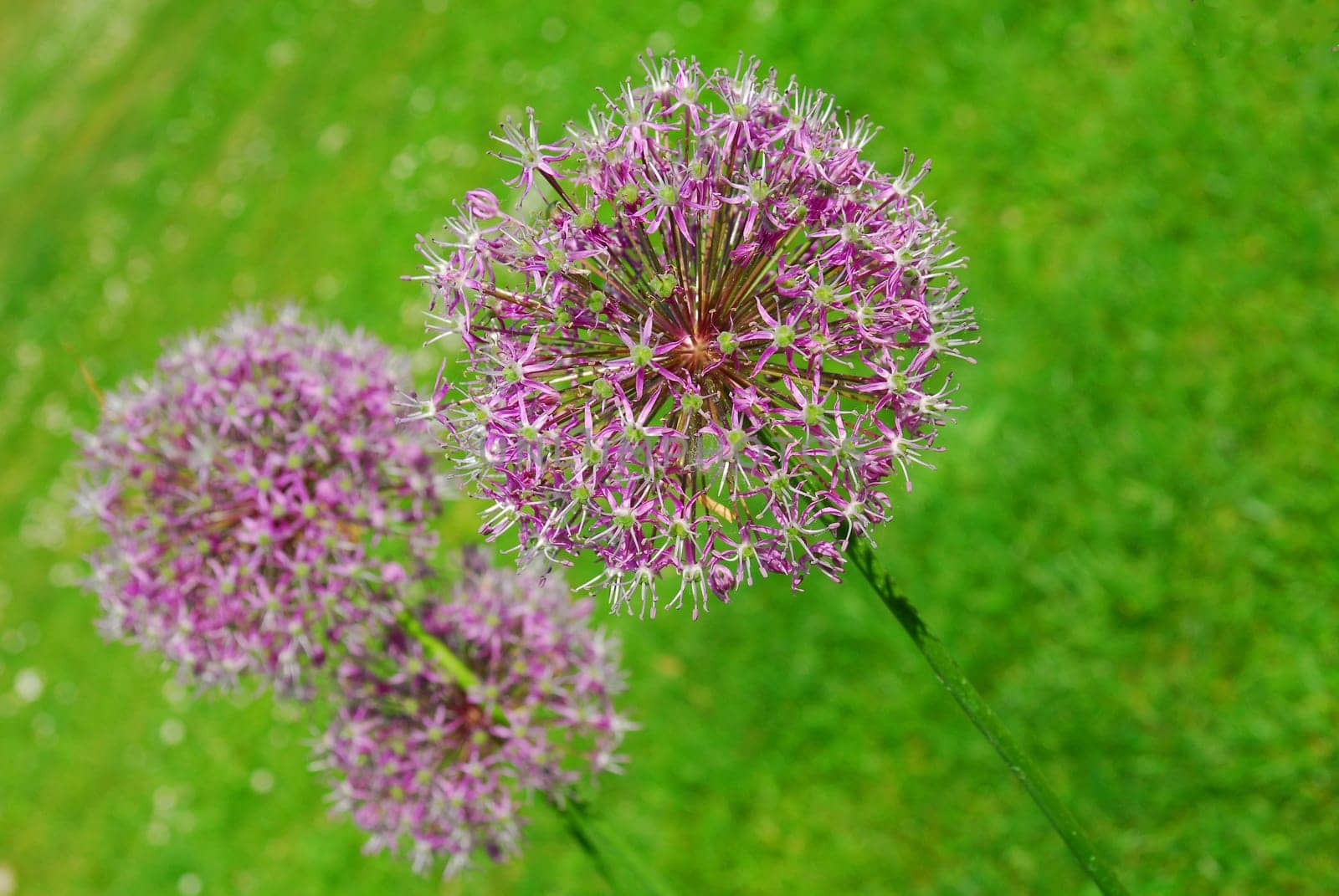 Allium