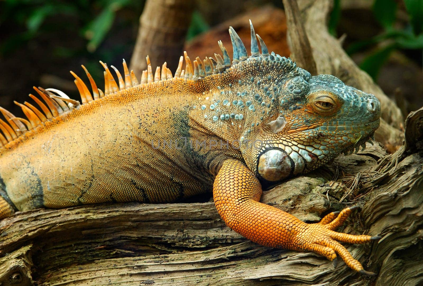 Green iguana,iguana iguana