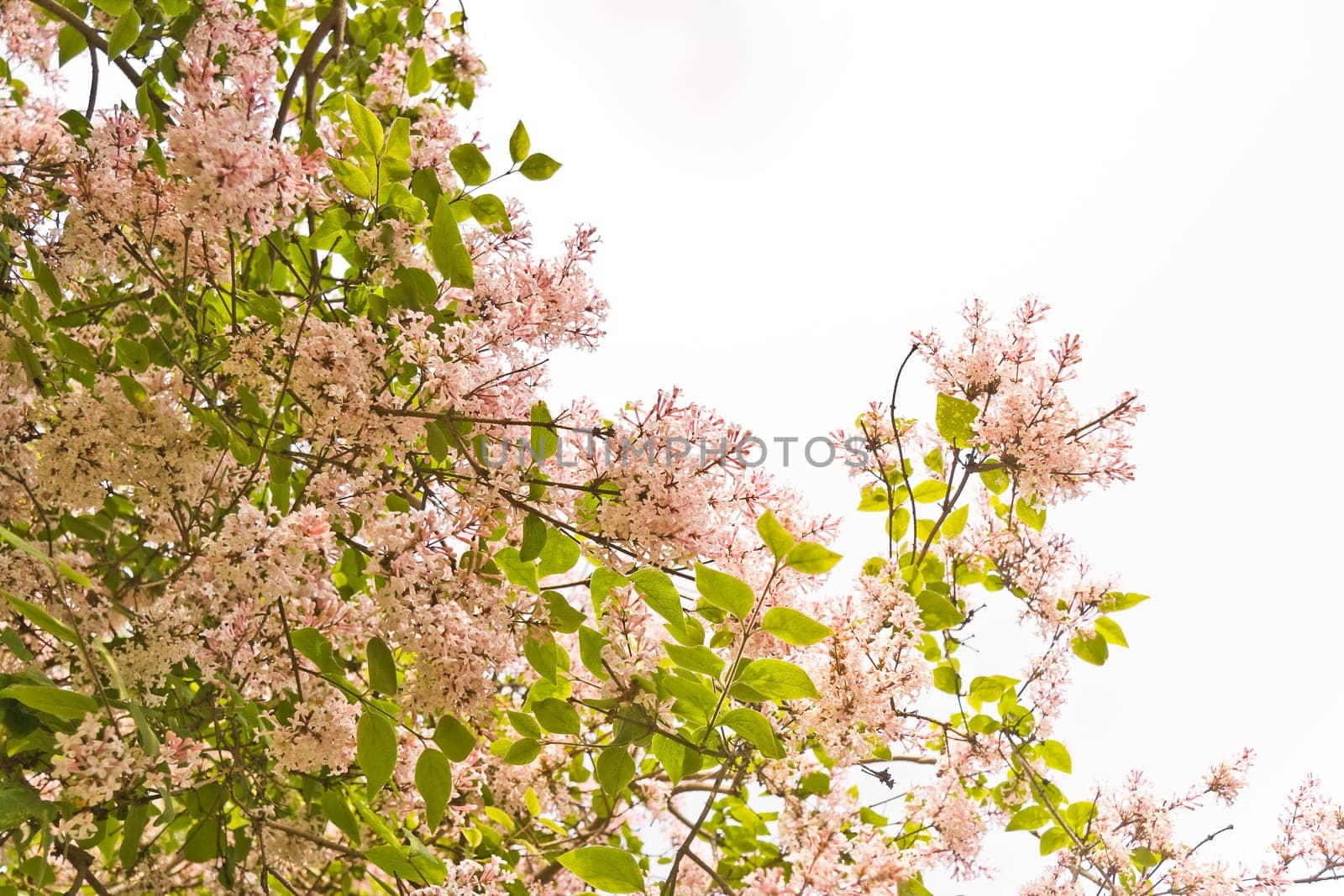 Tiny scented flowers in spring