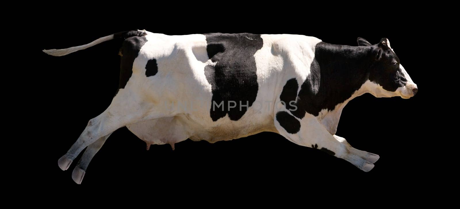 Flying Cow