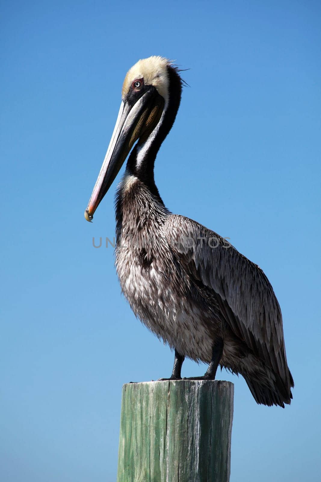 Pelican