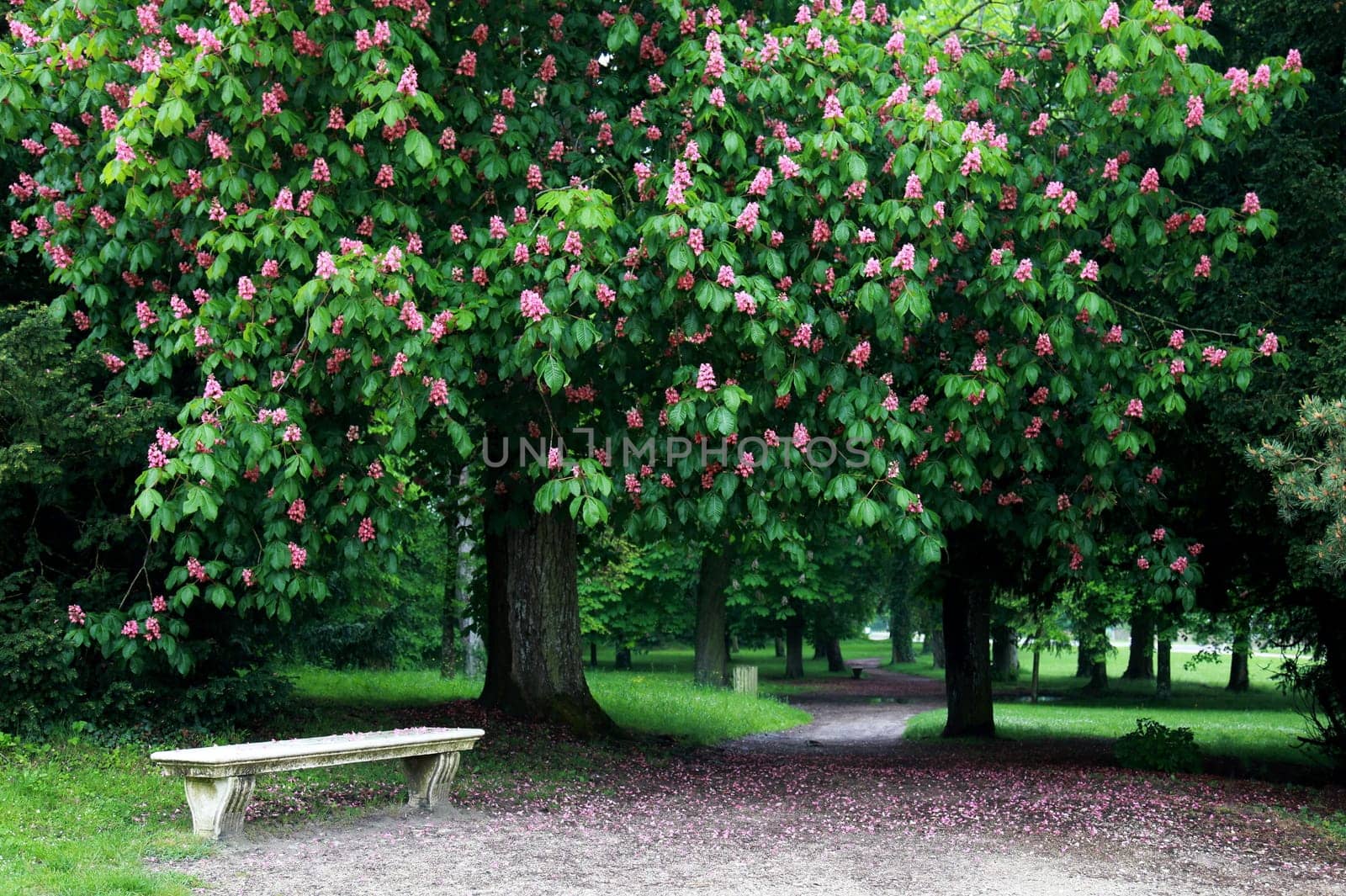 Chestnuts