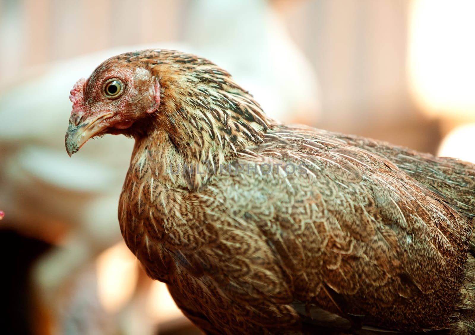 Brown Chicken