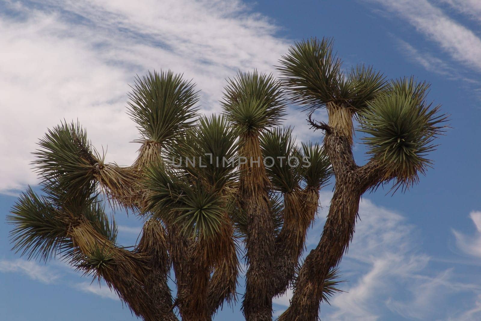 Joshua Tree Palm Lily
