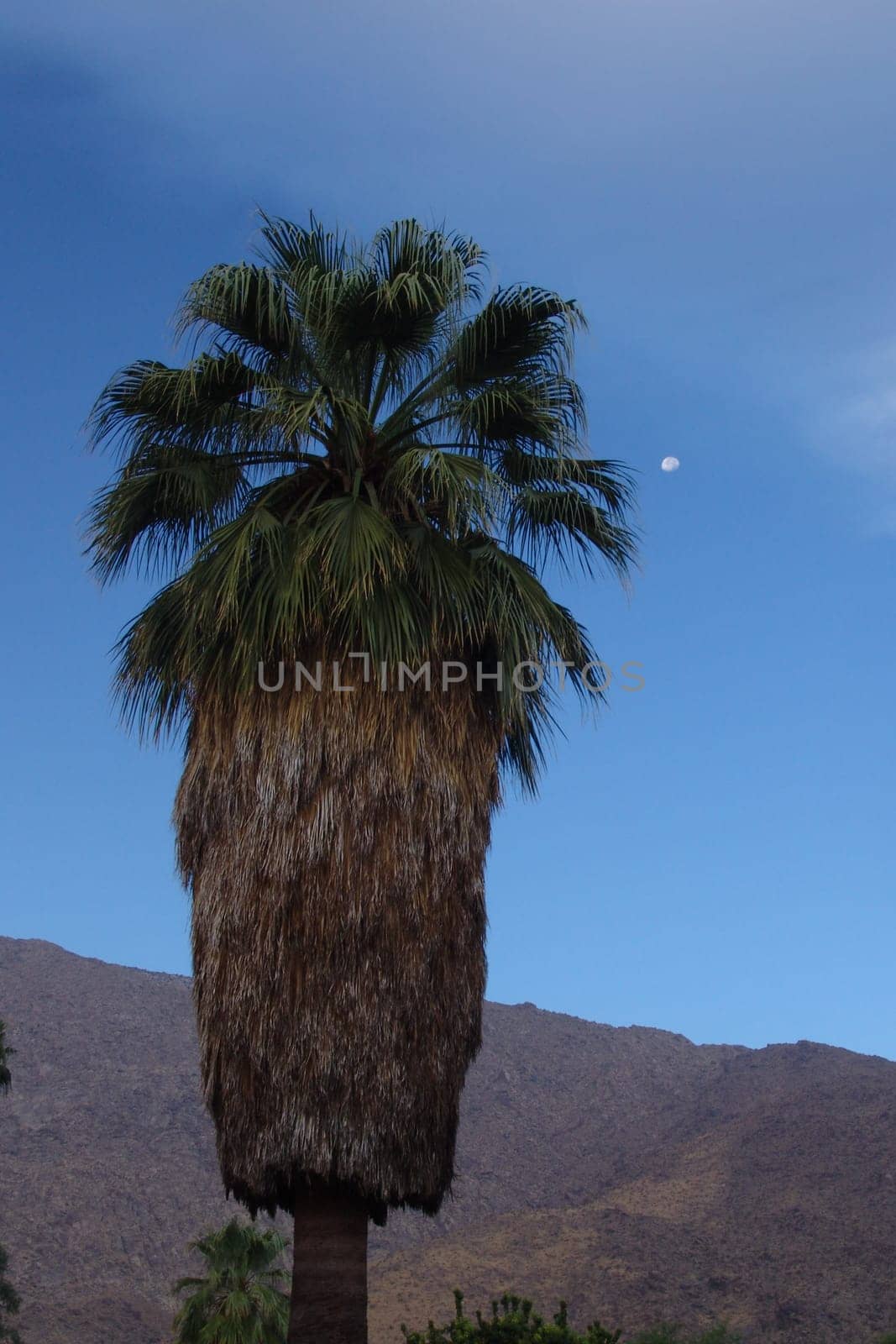 Palm tree with moon in the background