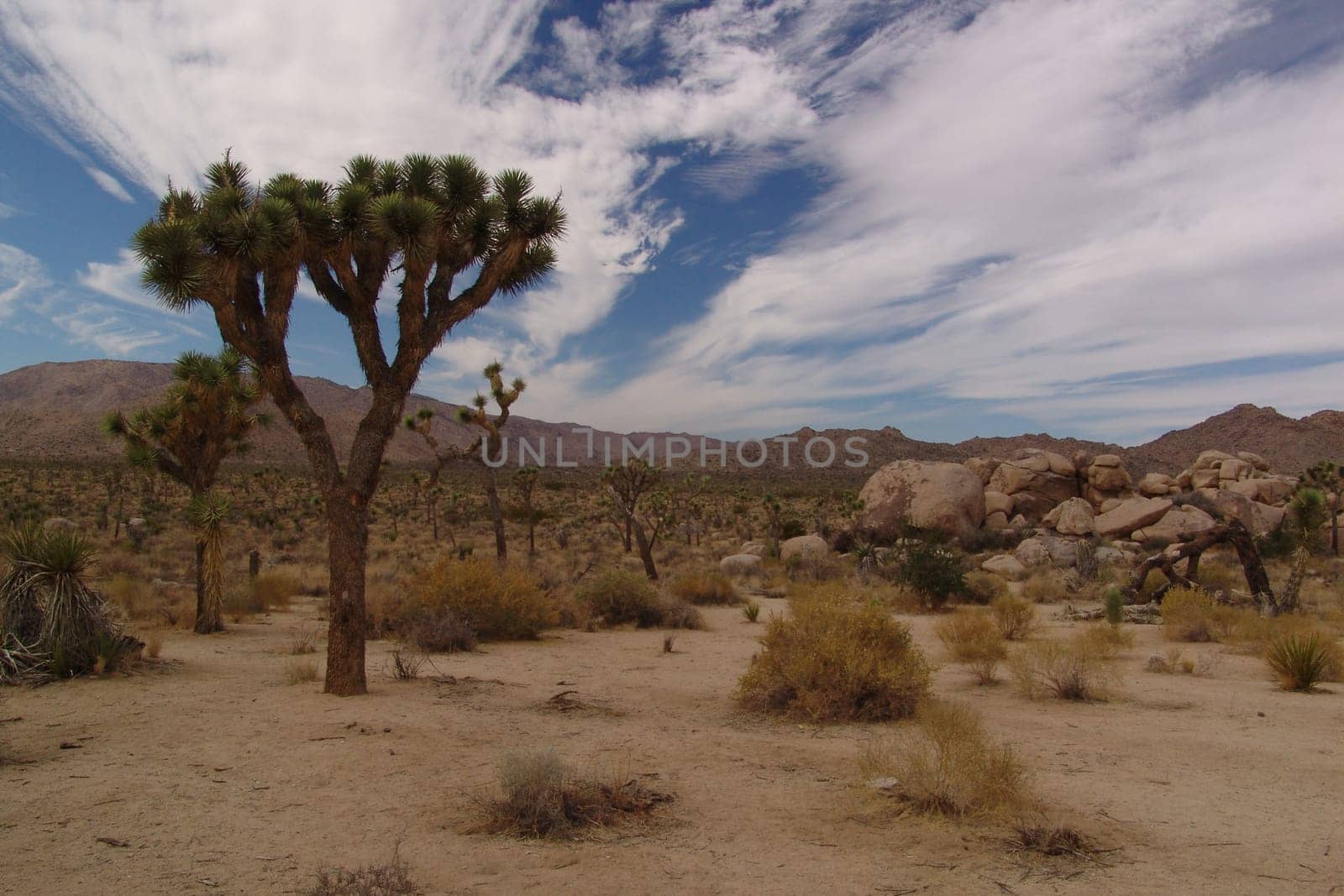Joshua Tree National Park