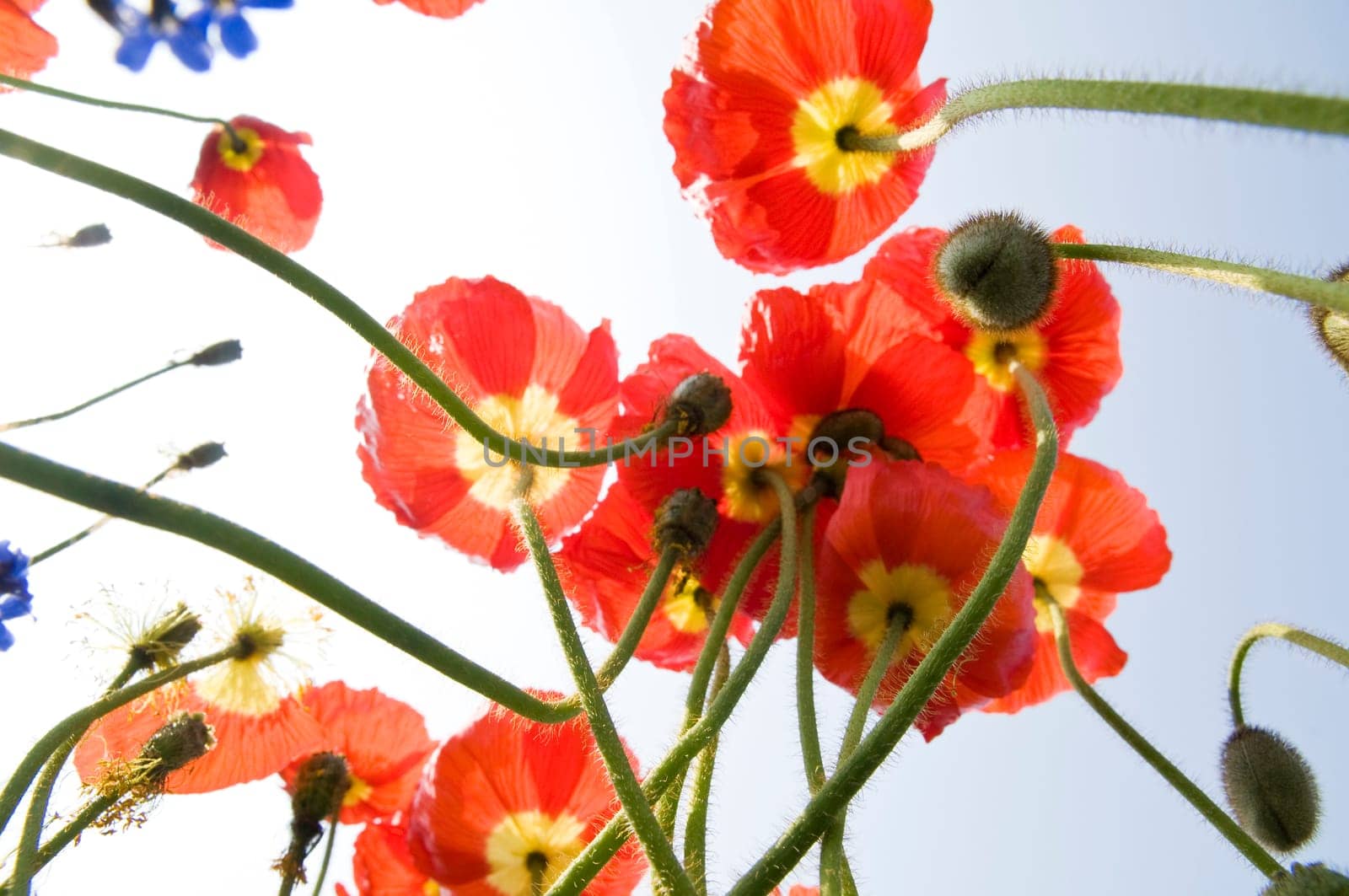 Iceland Poppy01