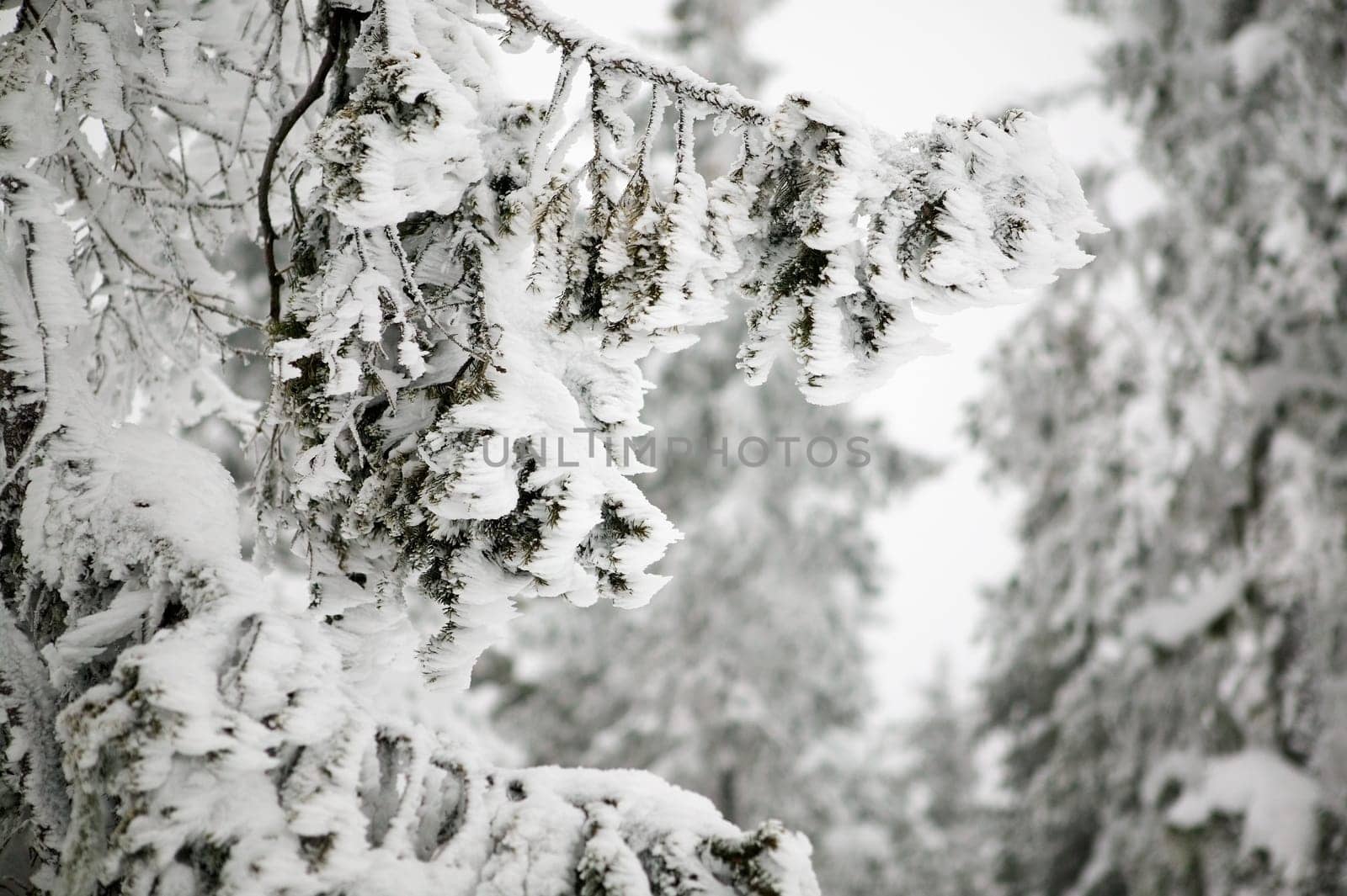 Wind Blown Snow Detail