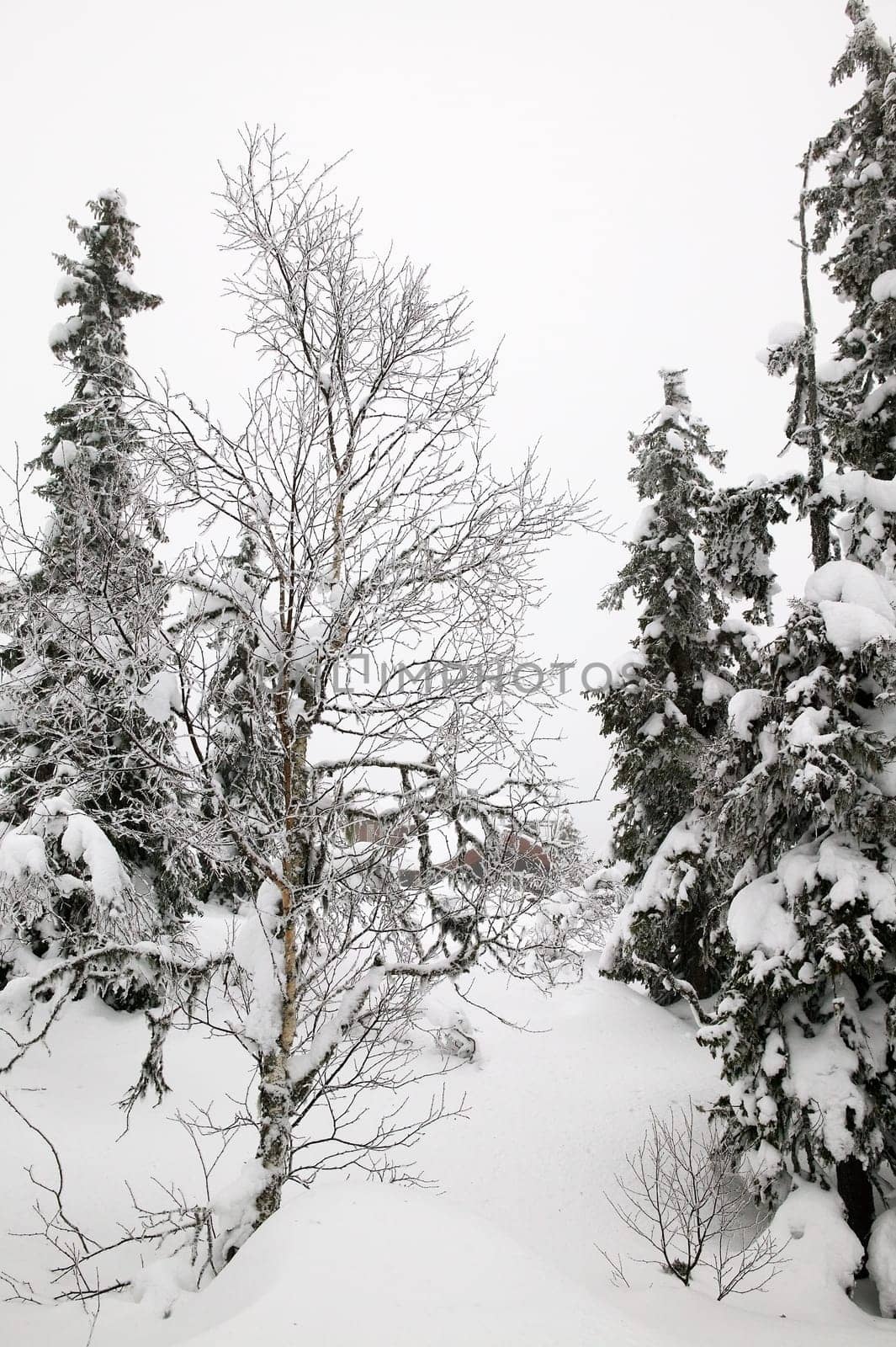 Winter Wonderland