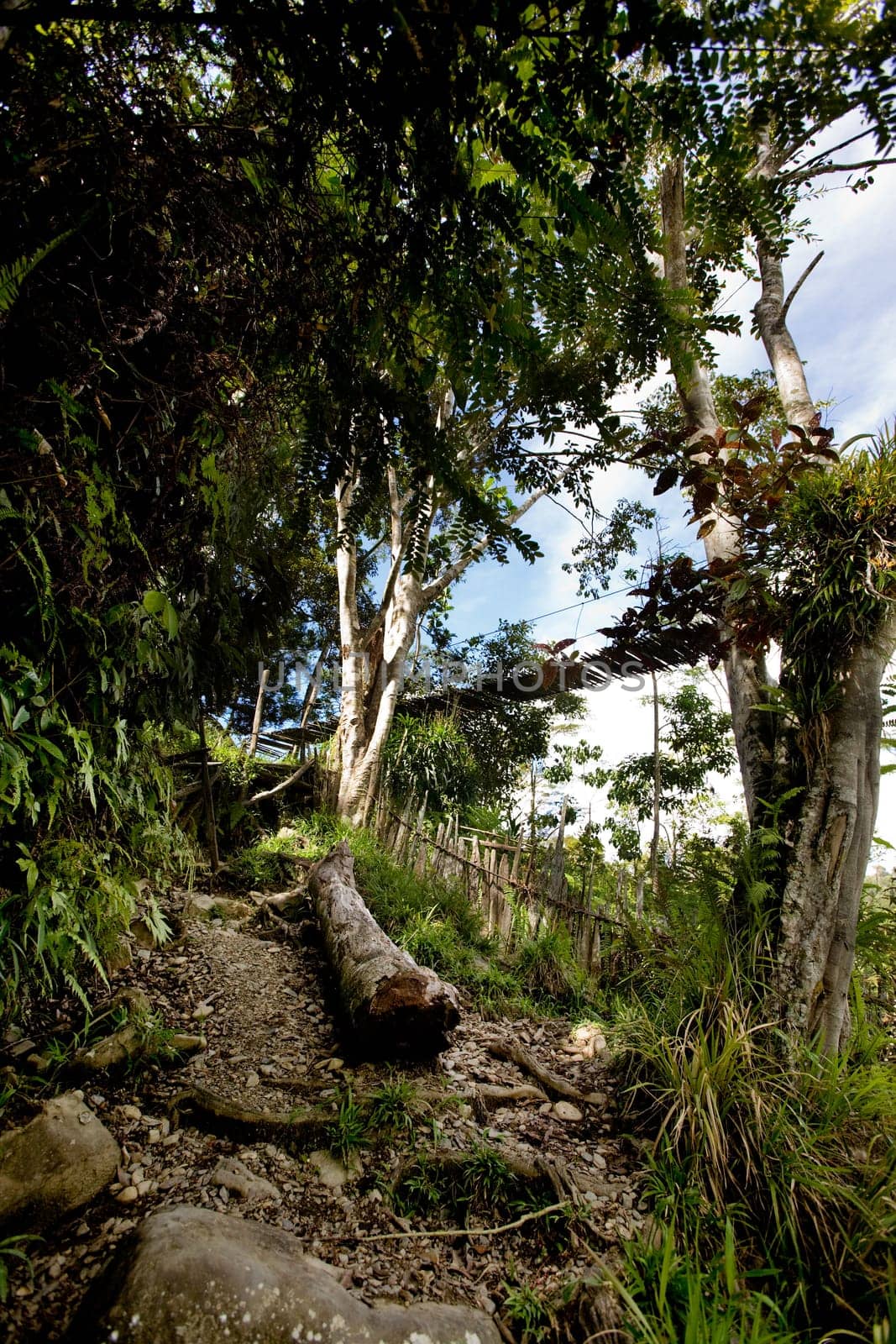 Tropical Mountain Trail