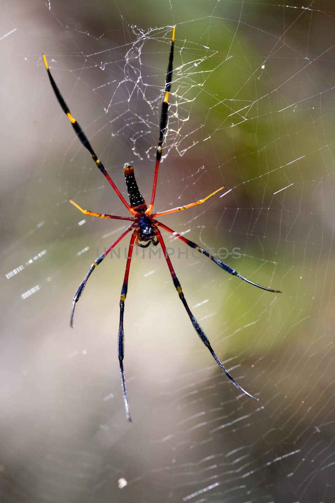 Large Spider in Web