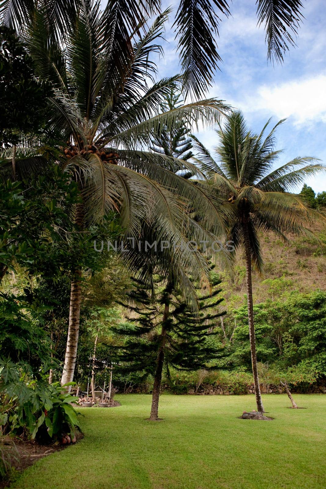 Tropical Back Yard