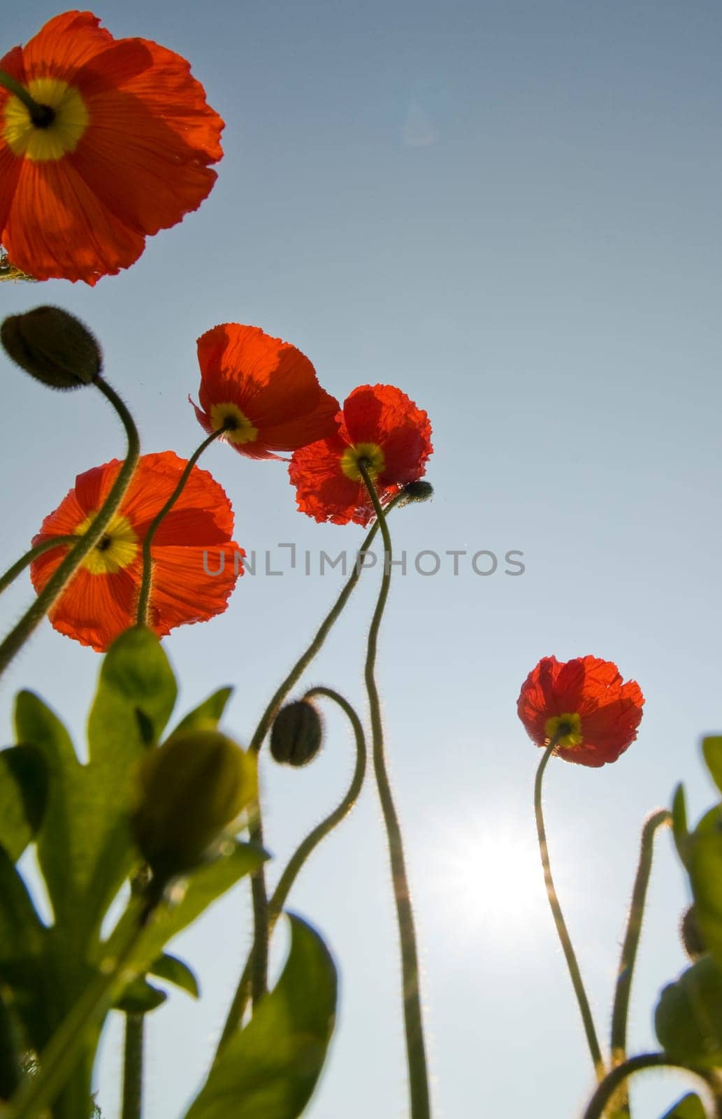 Iceland Poppy02