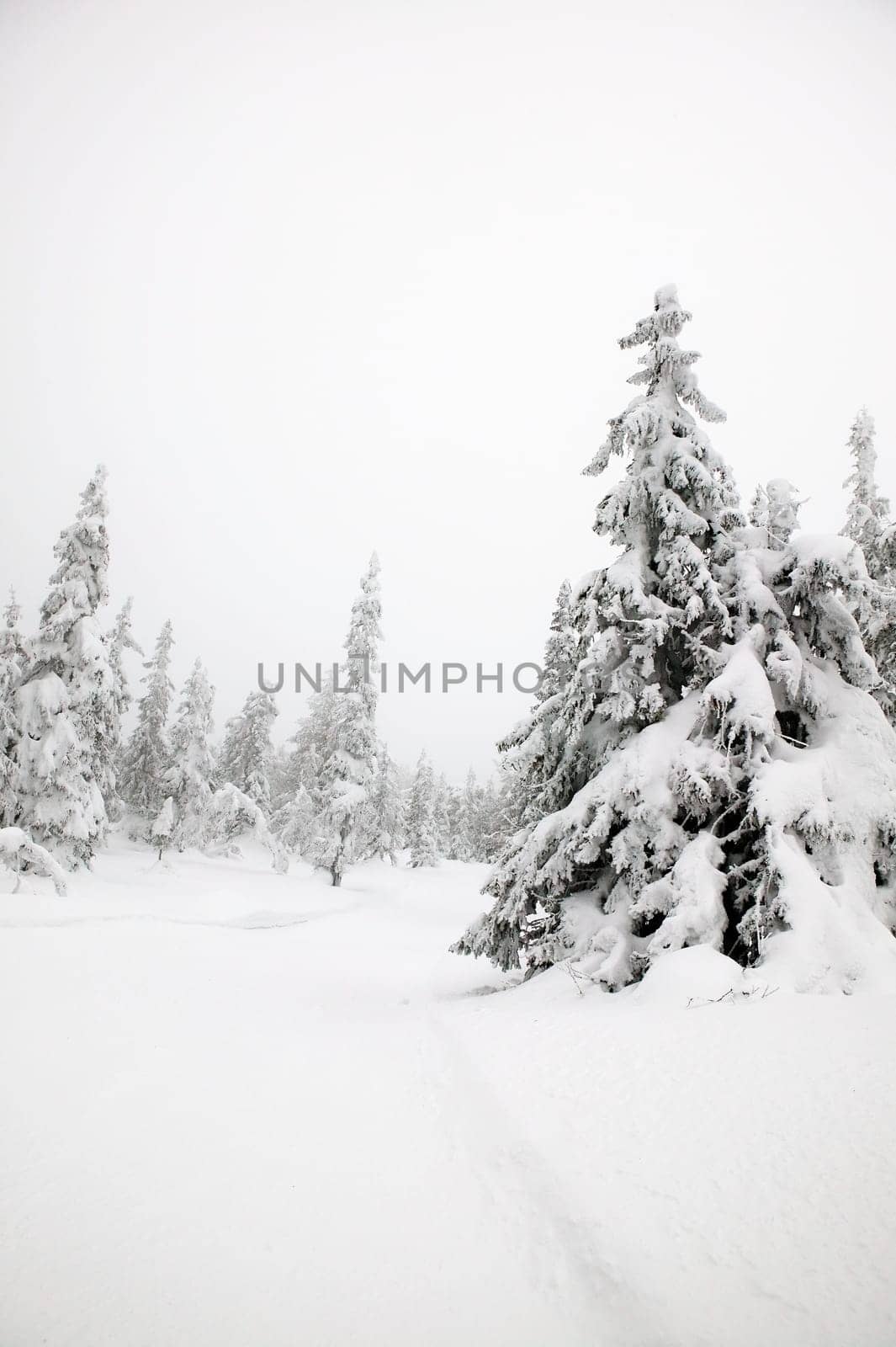 Winter Landscape